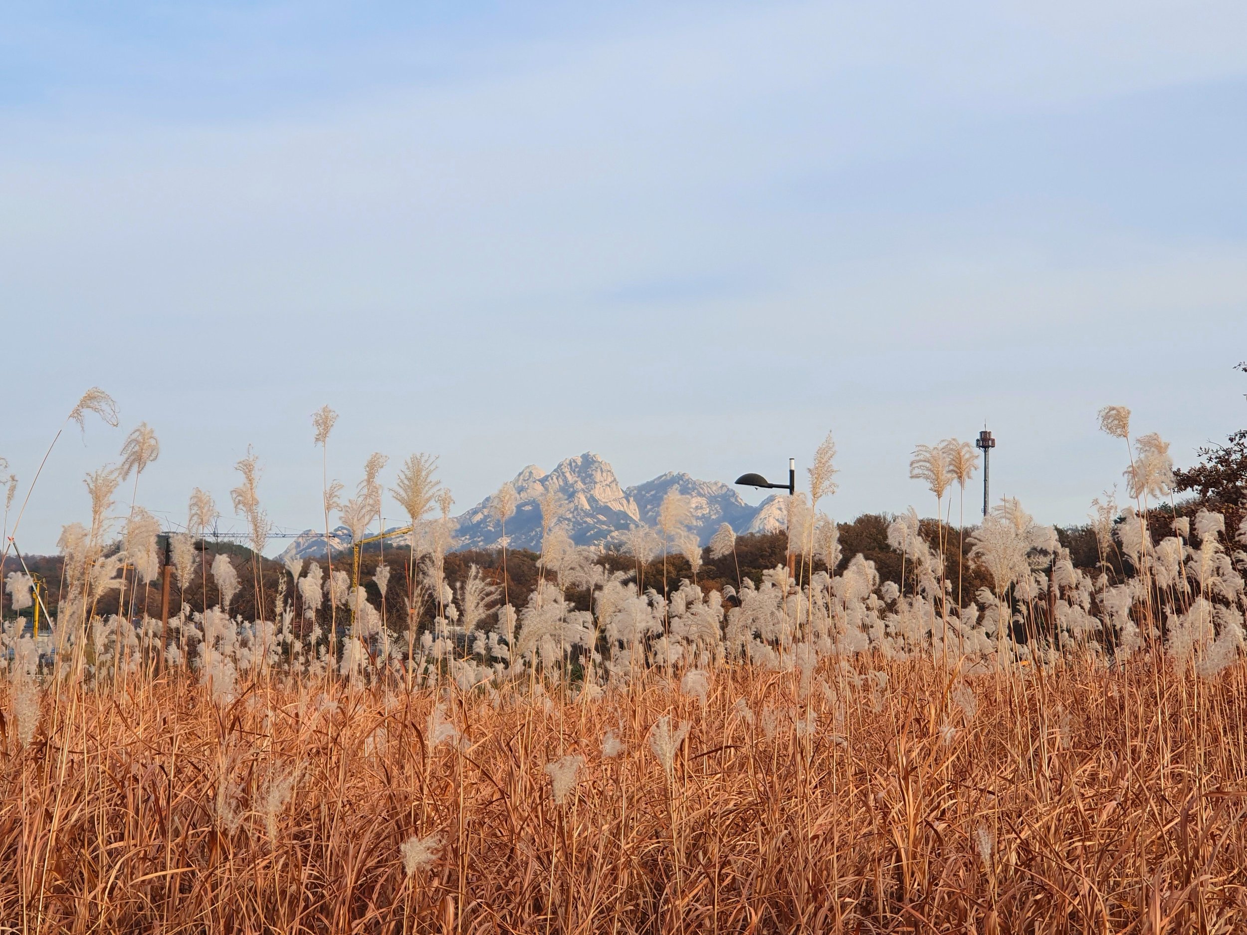 Rachel Desiree Felix