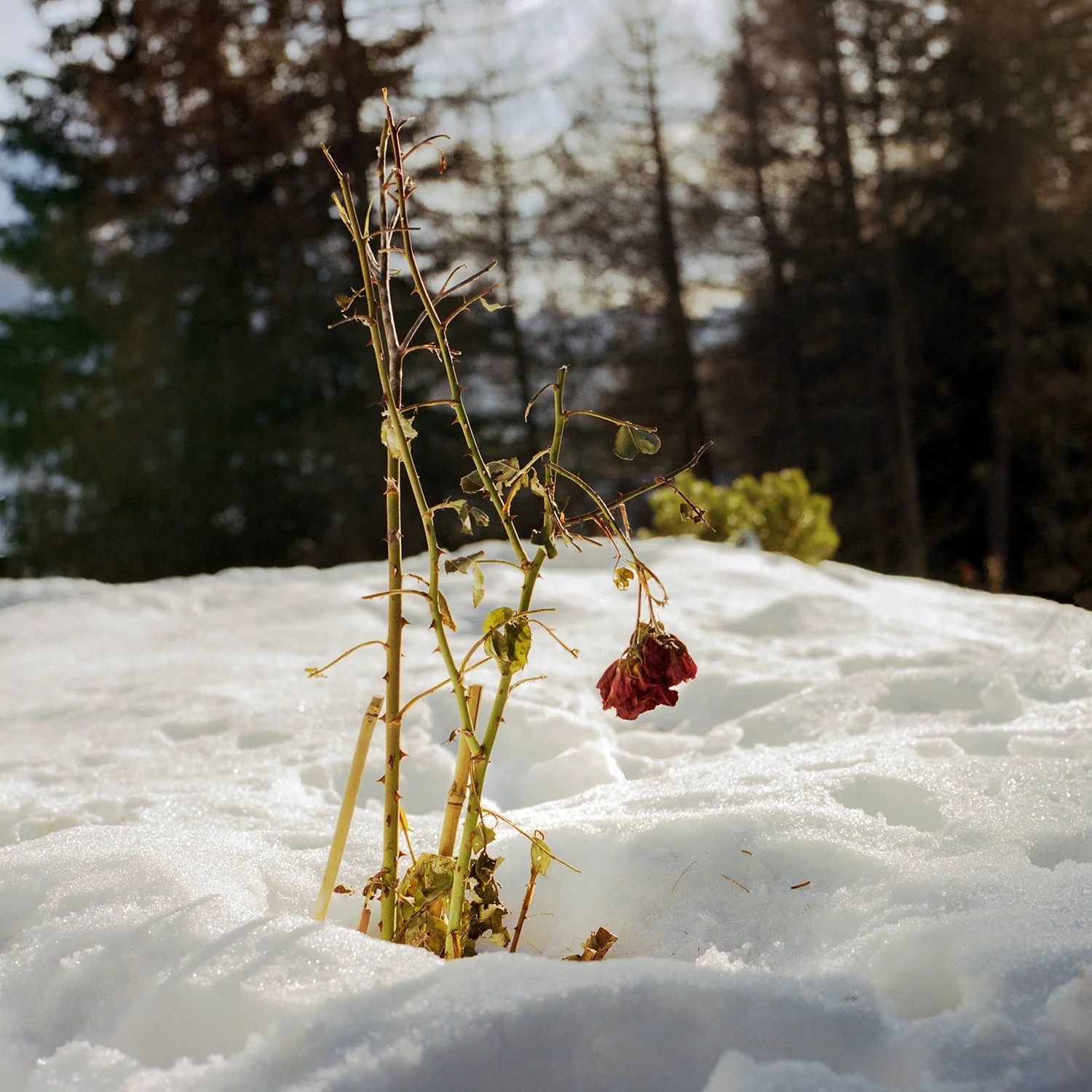 Angela Crosti - Neither Here Nor There unfolds as a diaristic journey through uncertainty, suspended between instability, sorrow, and fragile hope. Using my camera as both witness and companion, I gather fragments of a world marked by distance and di
