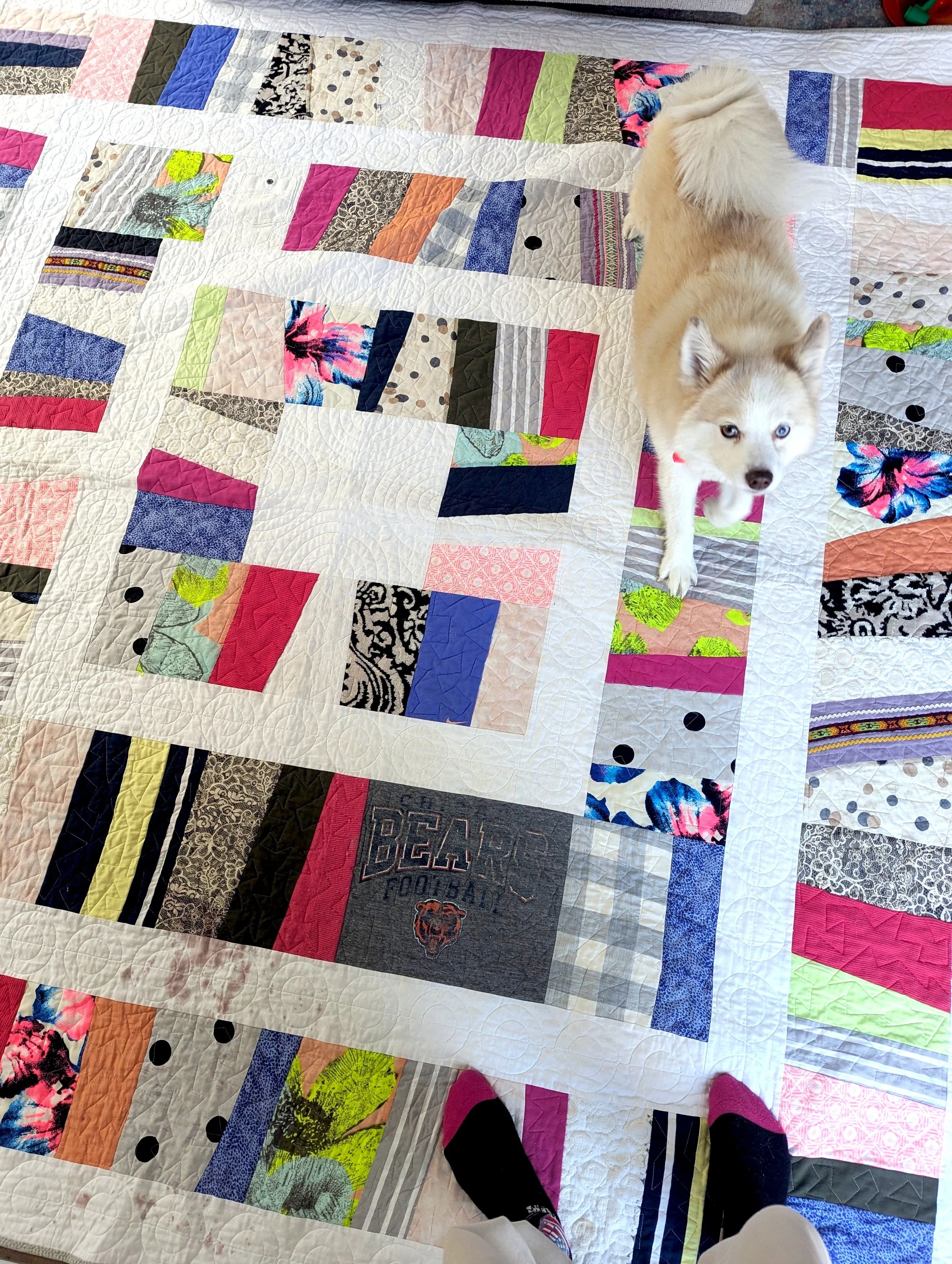 A colorful patchwork quilt with various fabric patterns and a Siberian Husky dog standing on it, looking up. Age of the photographer's feet is shown wearing pink and black socks.