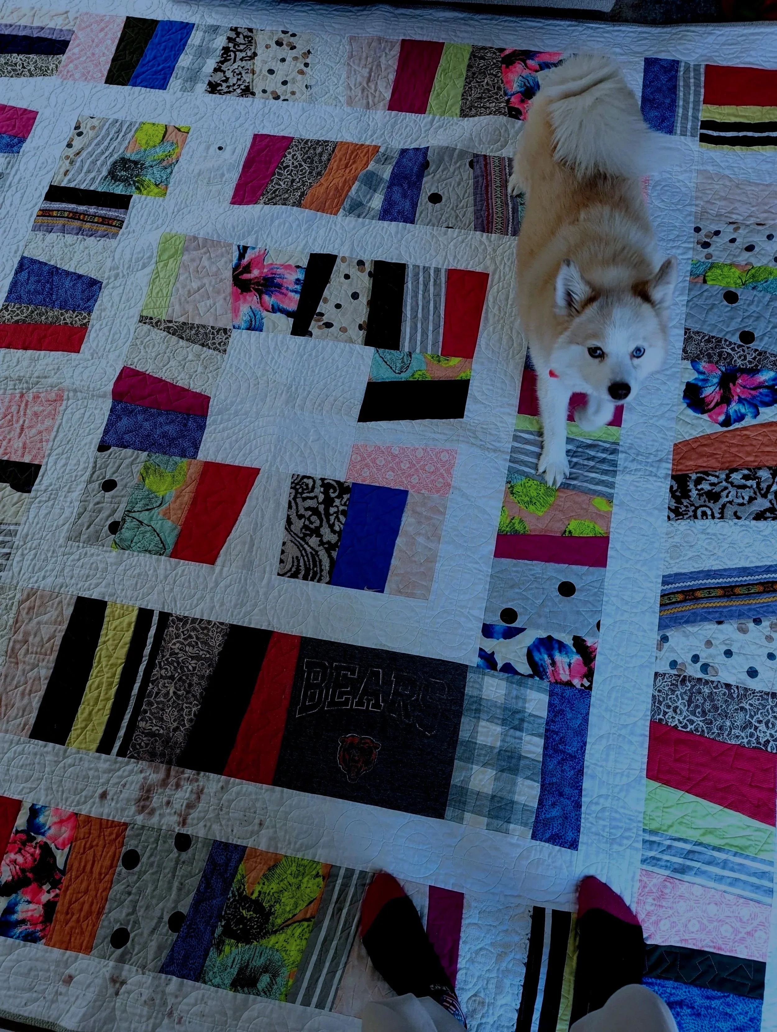 Colorful quilt with various patterned fabric patches and a Siberian Husky puppy with blue eyes standing on it.