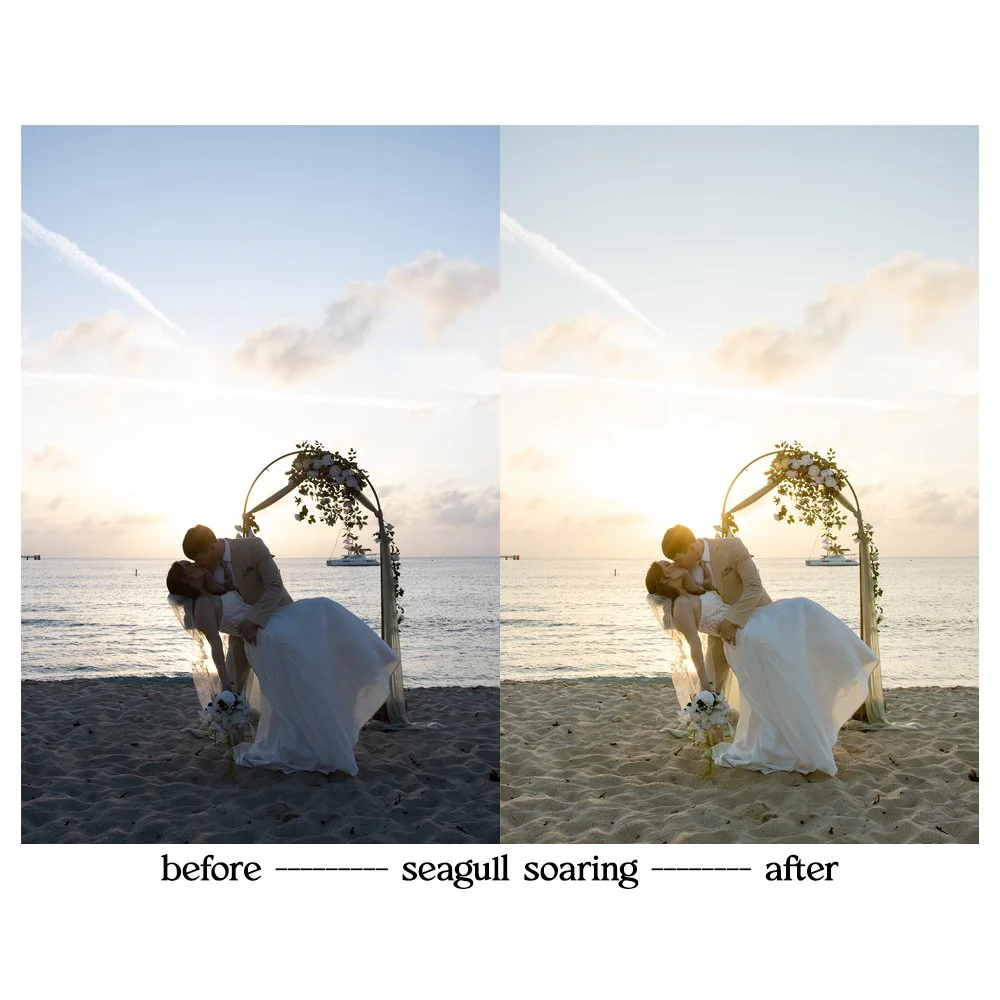 seagull3.jpg