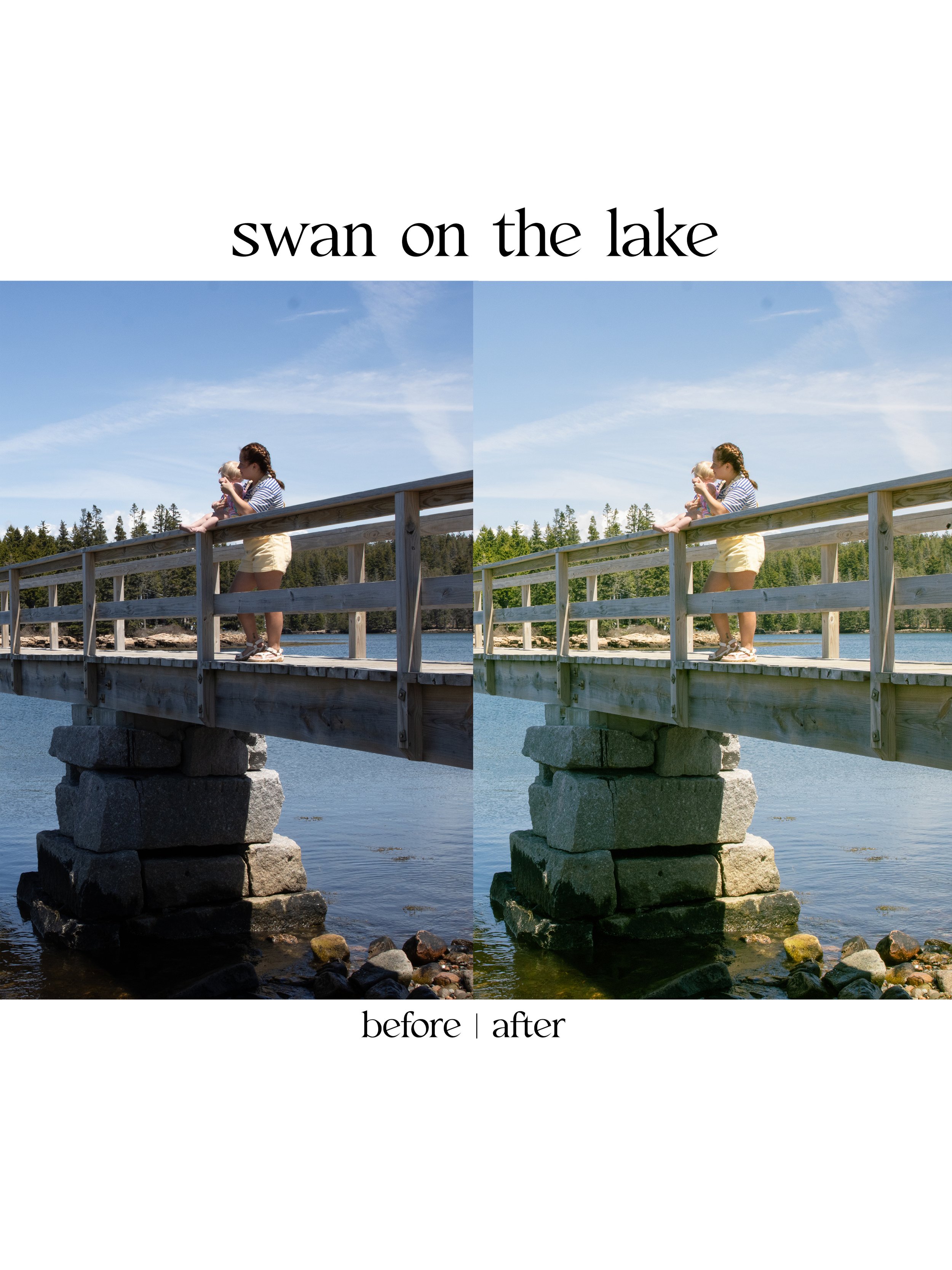 swan3.jpg