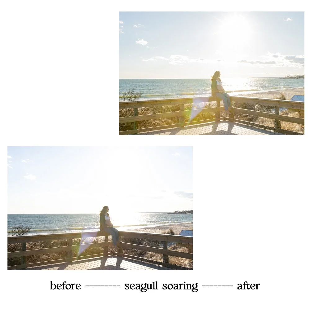 seagull4.jpg