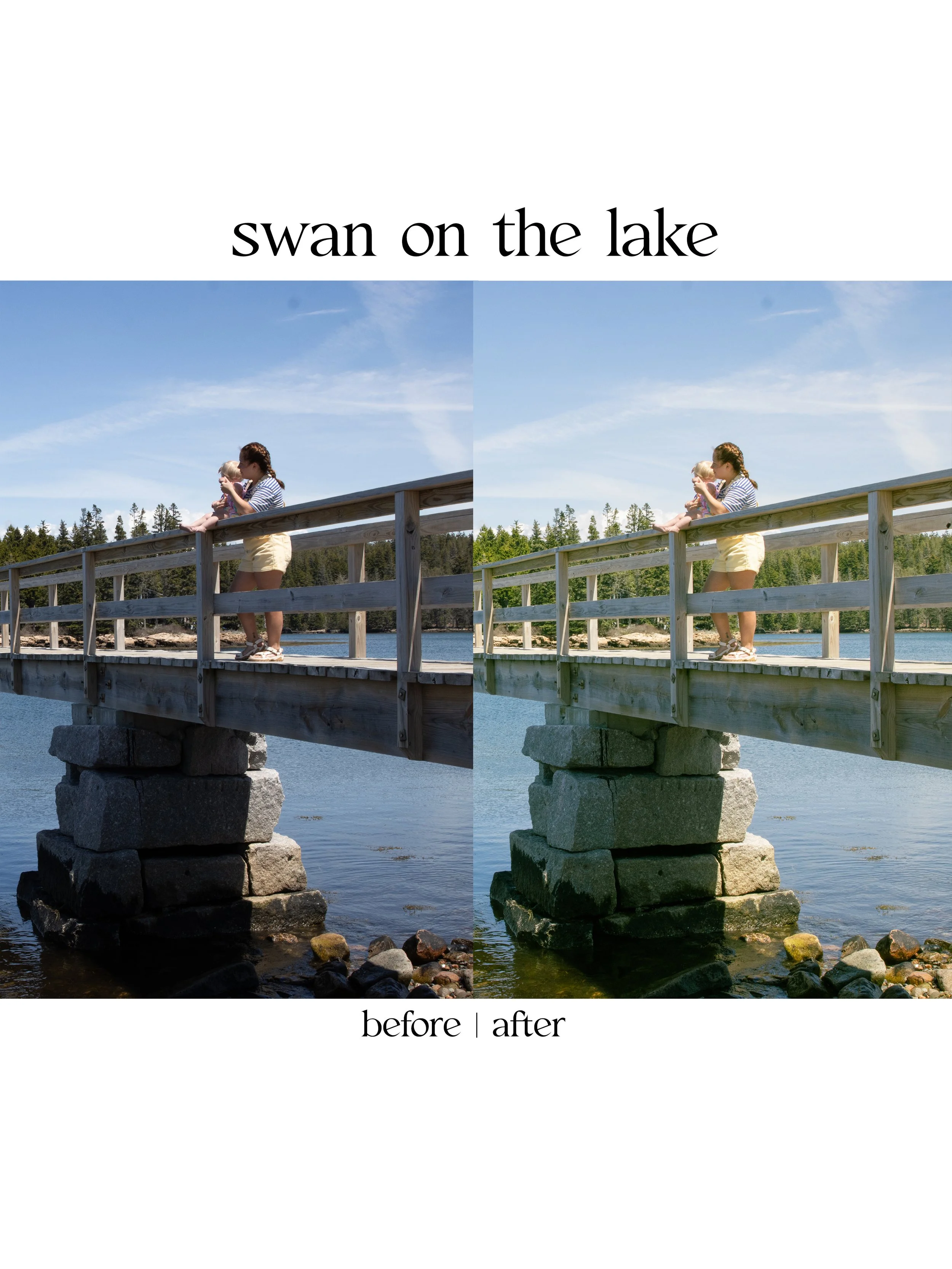 swan3.jpg