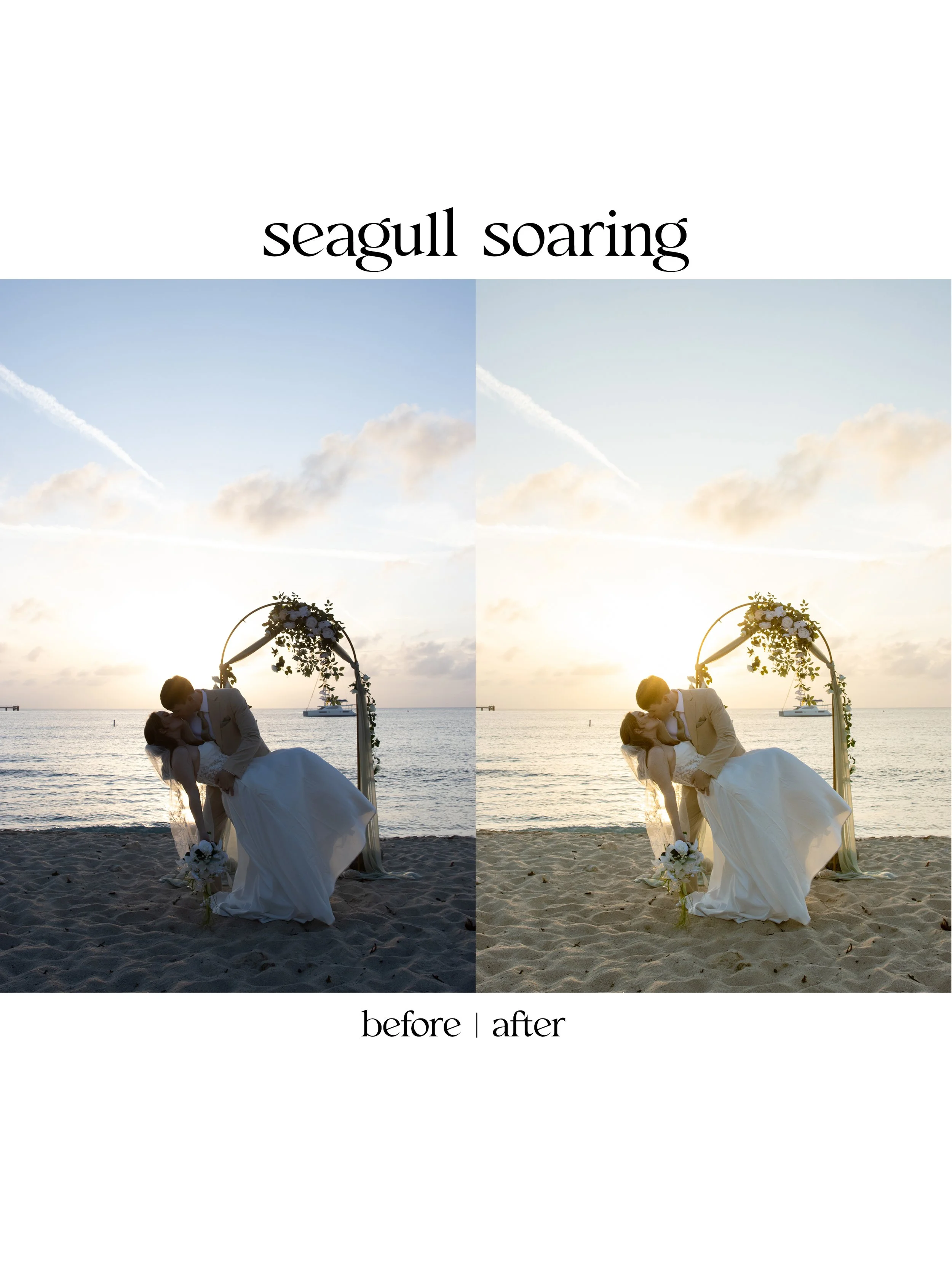seagull1.jpg
