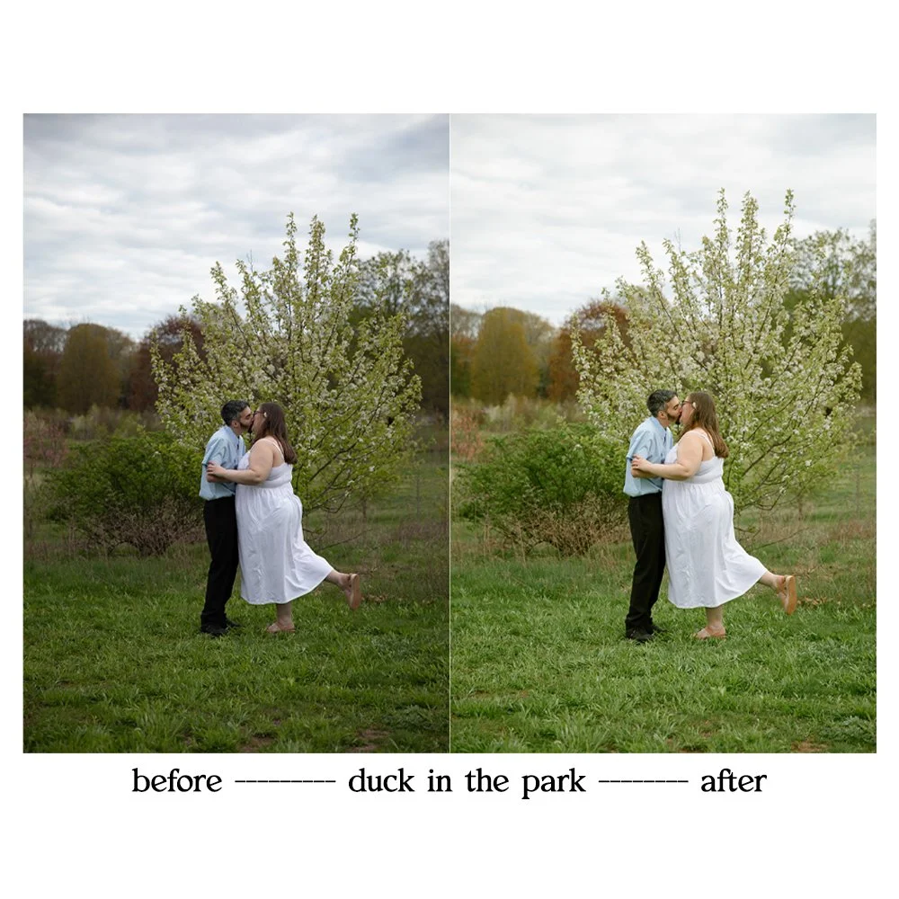 duckinthepark1.jpg