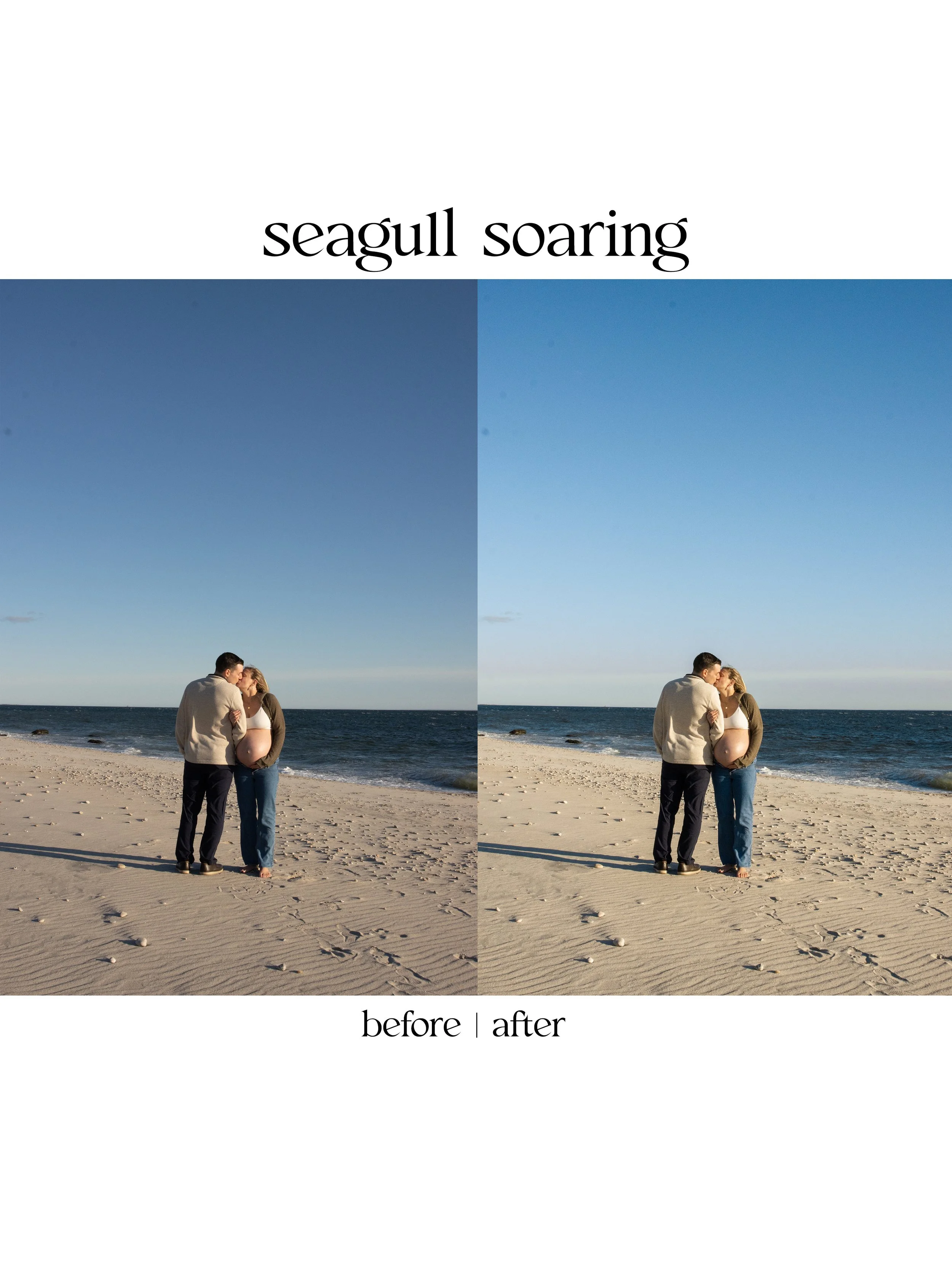 seagull3.jpg