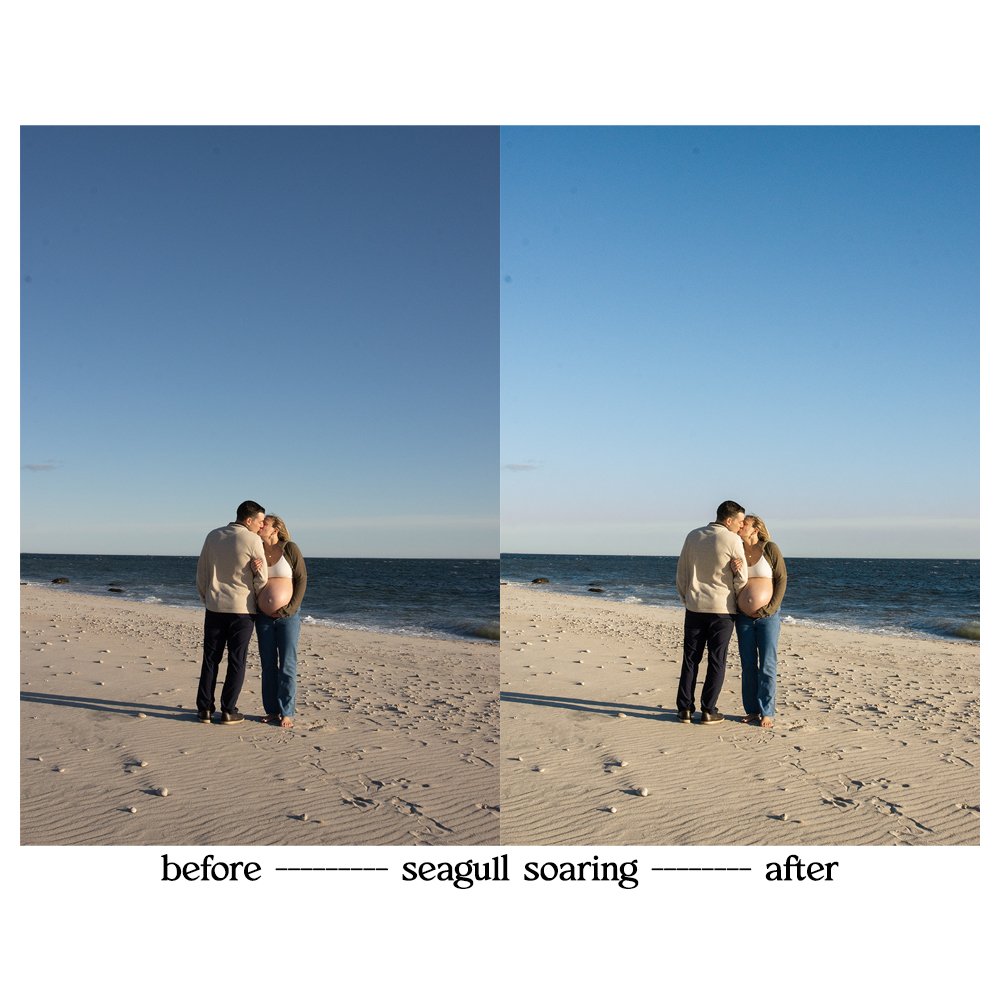seagull2.jpg