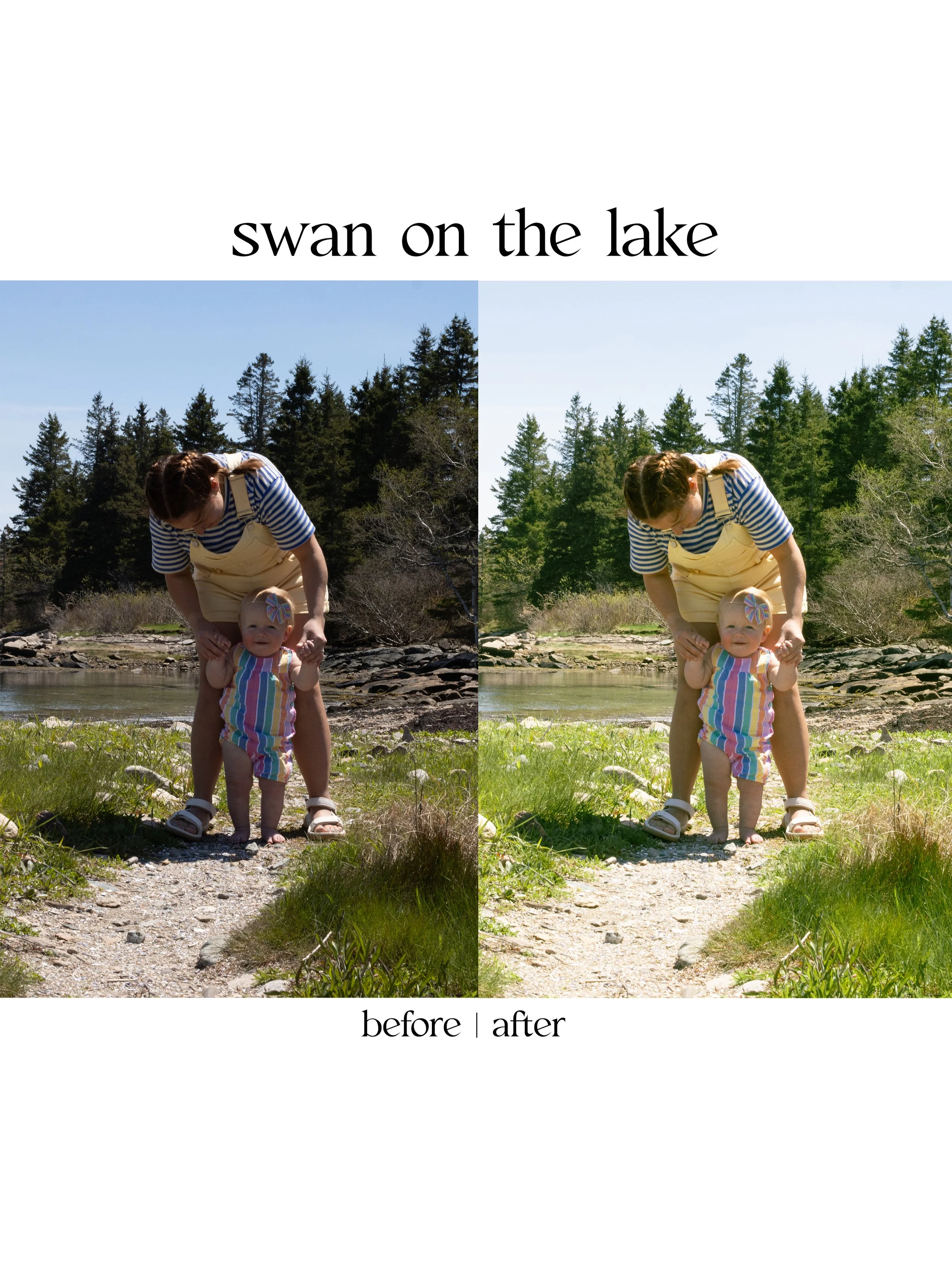 swan2.jpg