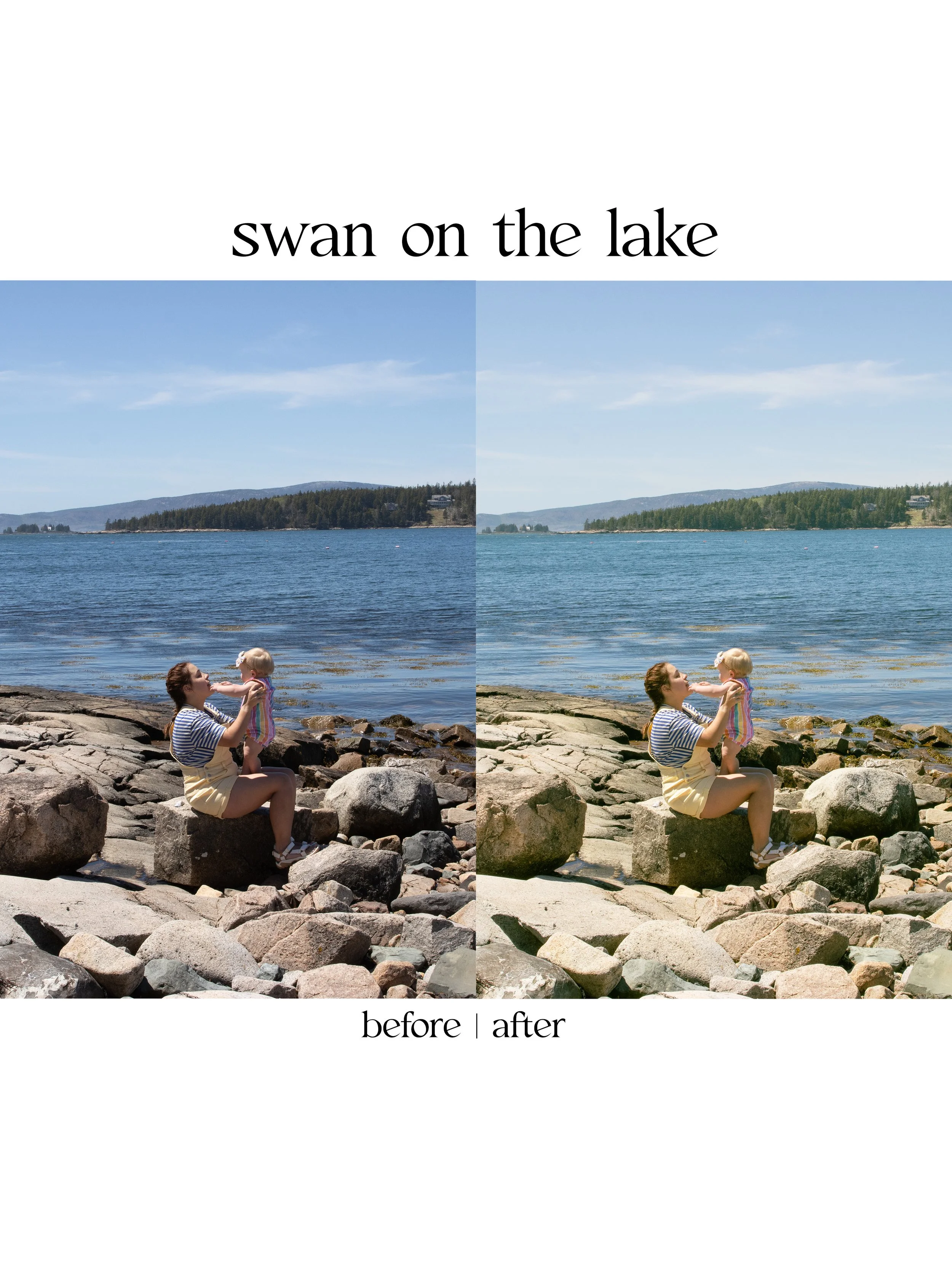 swan1.jpg