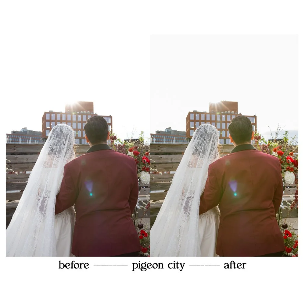 pigeon1.jpg