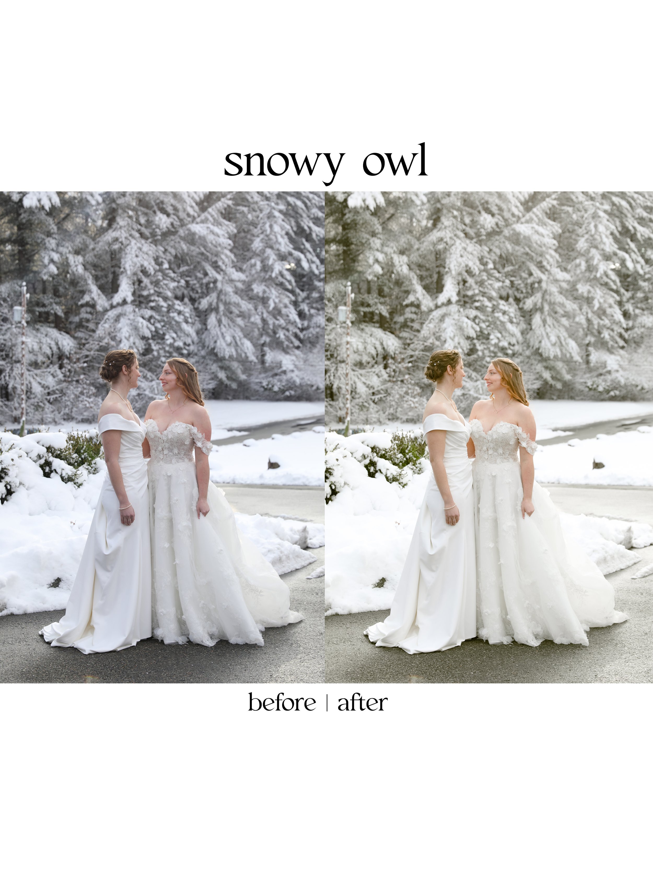 owl1.jpg