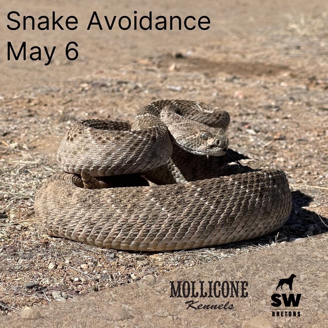 Snake avoidance clinic scheduled for Saturday, May 6. All breeds welcome. Click the link in our profile for event info. 

#snakeavoidancetraining #noperope #noperope🐍 #azbirddogs #azdogs