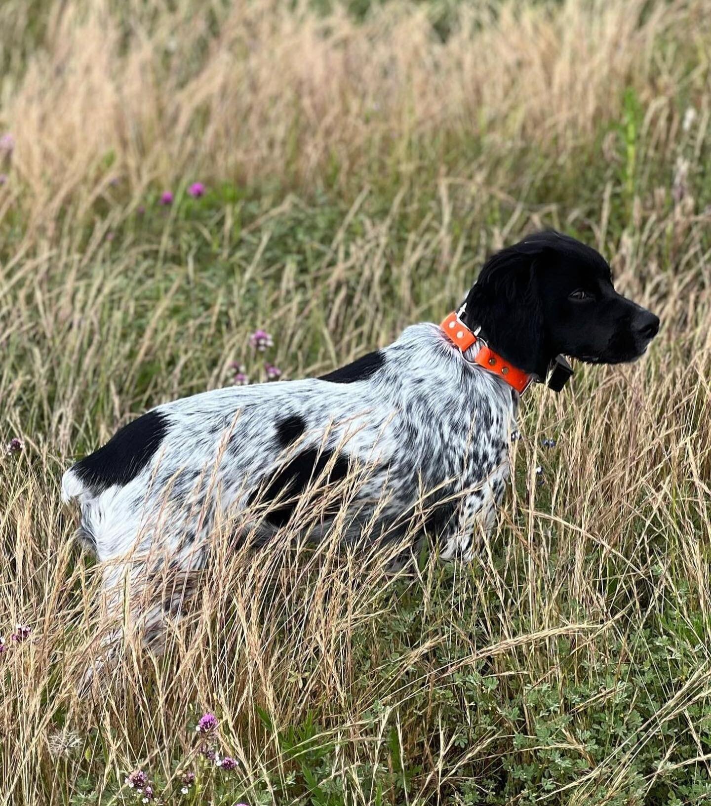 Welcoming another new member to the club. Shae de CaliBreton. 

Our southern CA membership is really growing. Can&rsquo;t wait to chase California quail with them this Fall. 

#swbretons #epagneulbreton #frenchbrittany #birddog #birddogoftheday #upla