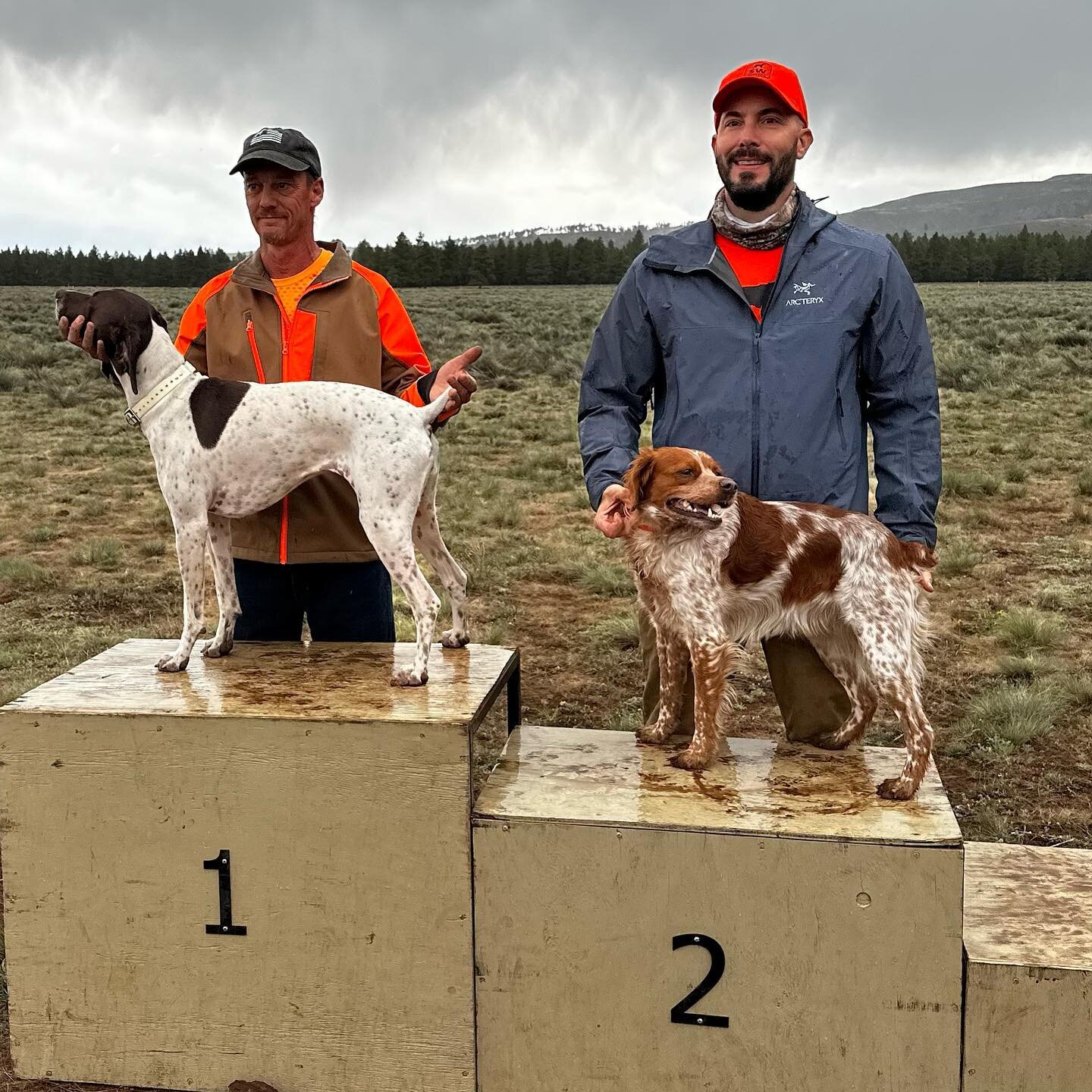 Throwing it down for all the little dogs running in a big dog world, Andros recently represented @swbretons at the AZPDC trials earning a 2nd and T4. 🏆

#swbretons #frenchbrittany #epagneulbreton #azpointingdogclub #azbirddogs #fieldtrial #birddog #