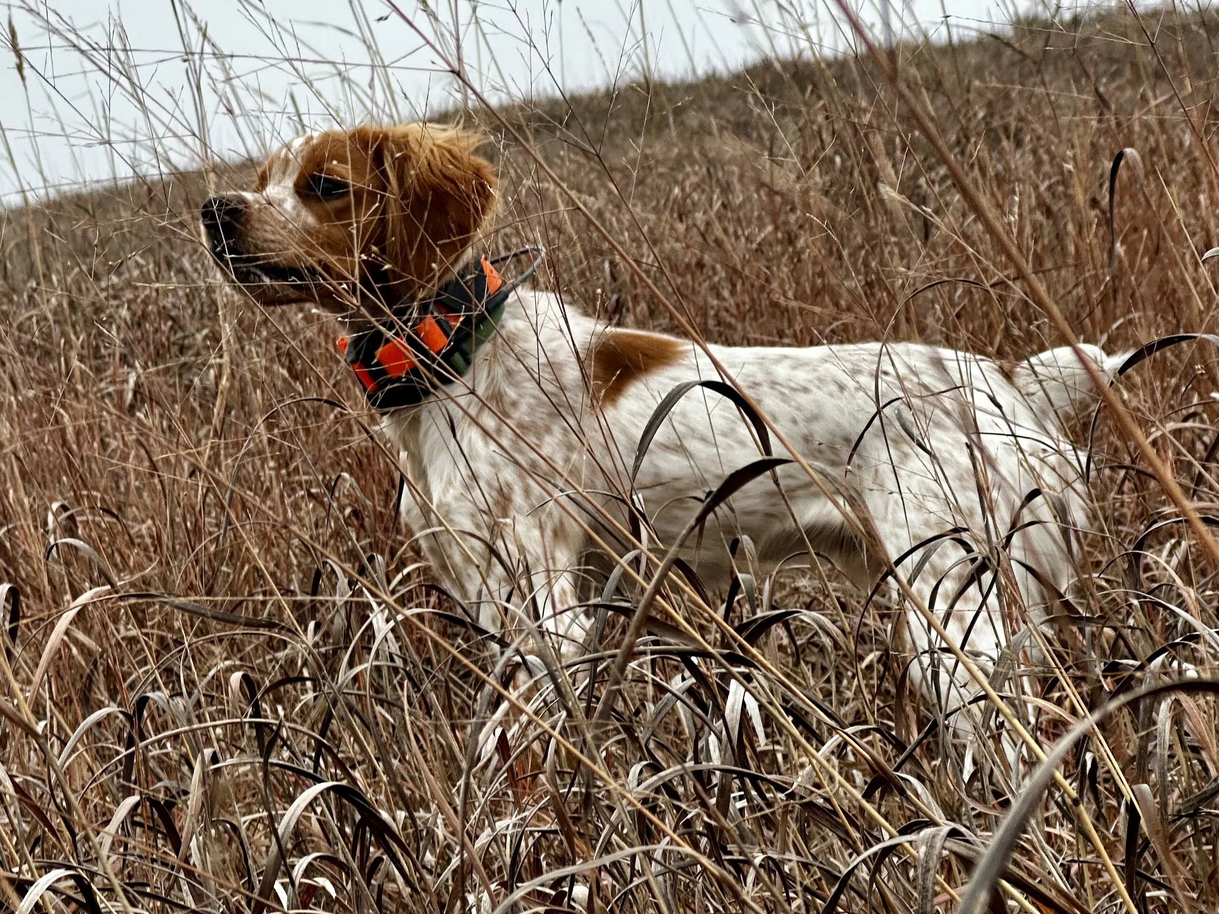 Scobey