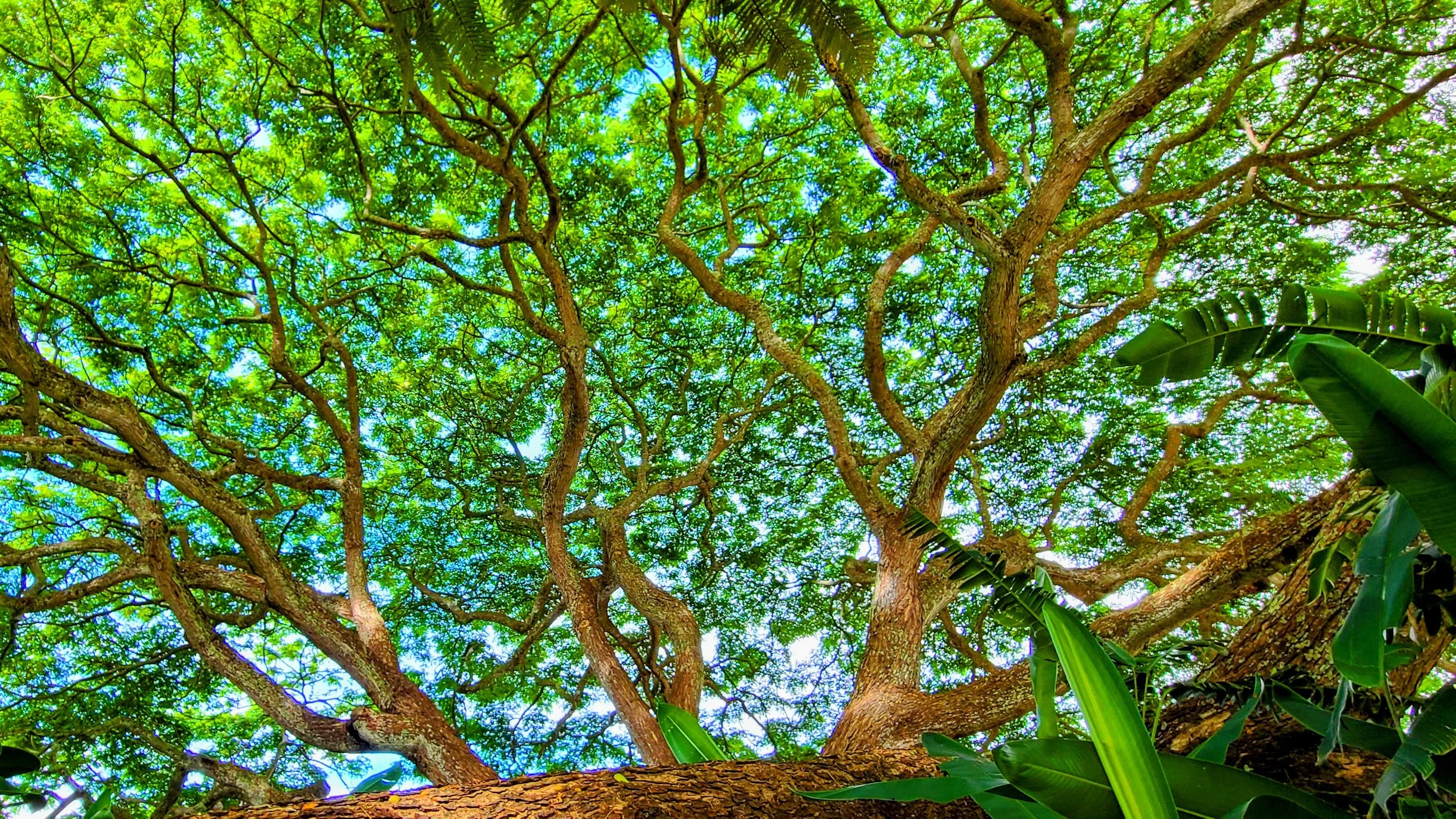 Serena Riley, Banyan Tree — Greenwell Farms, Captain Cook, HI — August 25, 2021