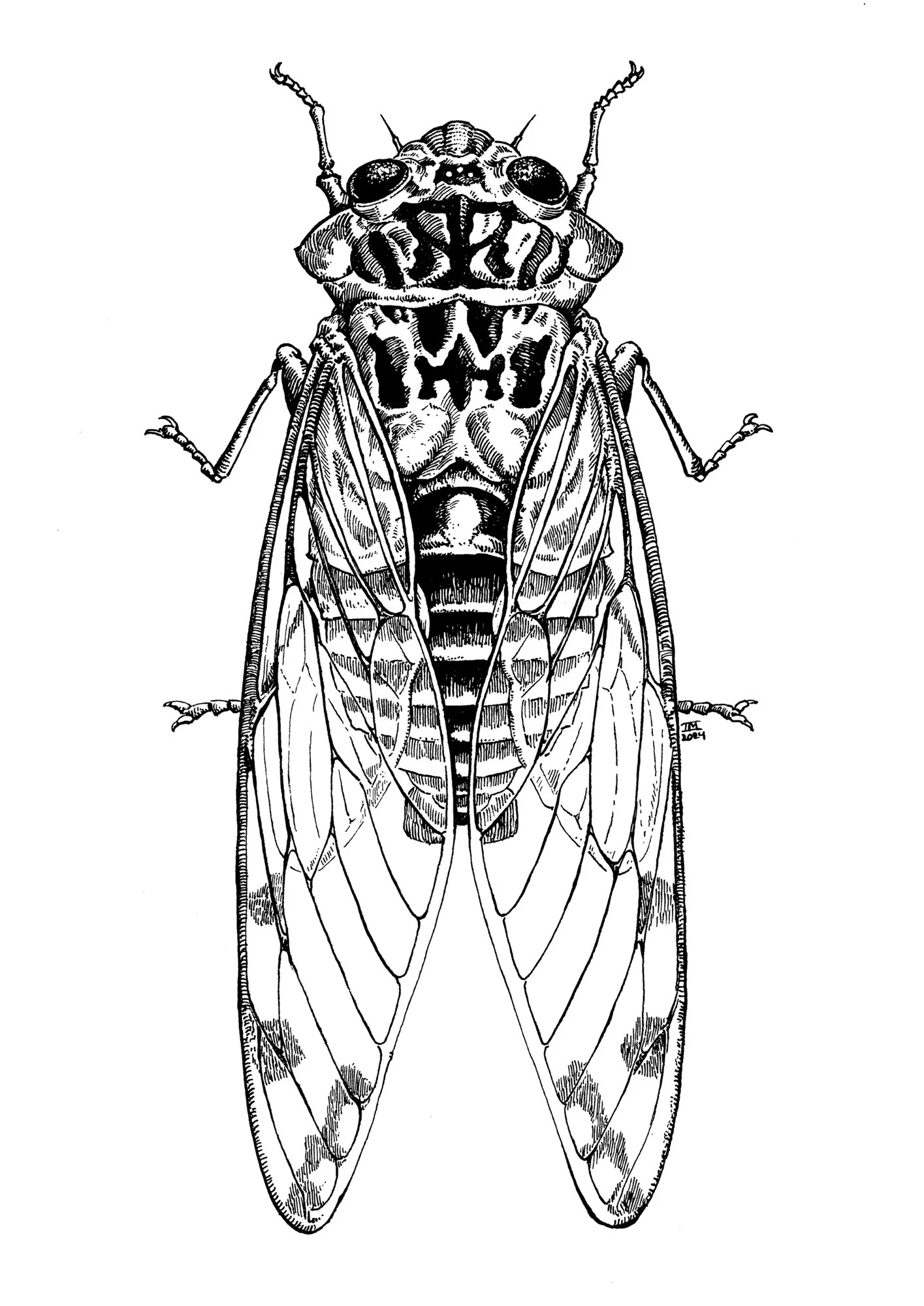 Cicada
