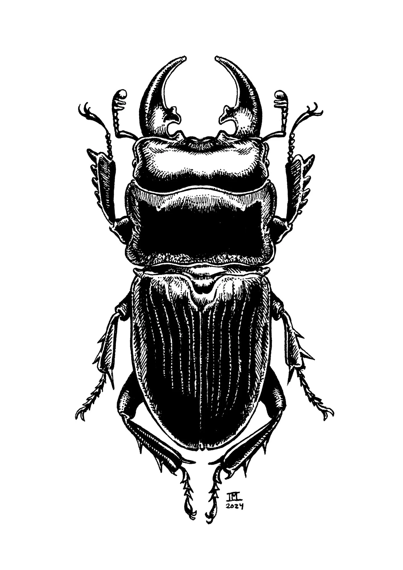 Female Stag Beetle