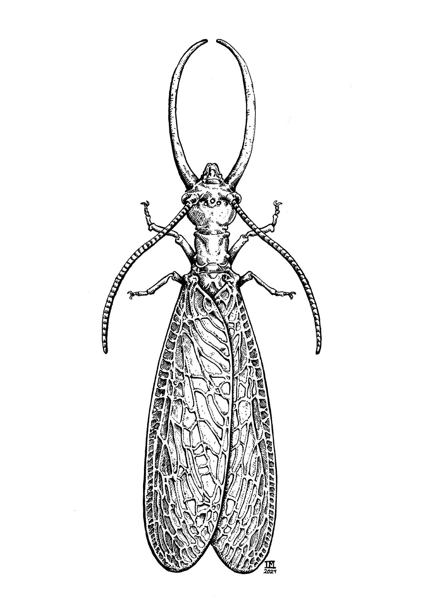 Male Dobsonfly
