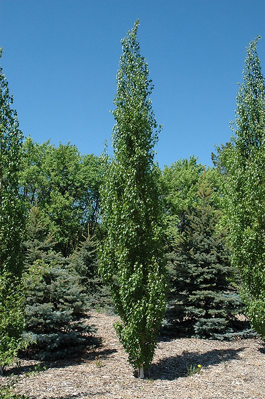 Parkland Pillar Japanese White Birch 1.jpg