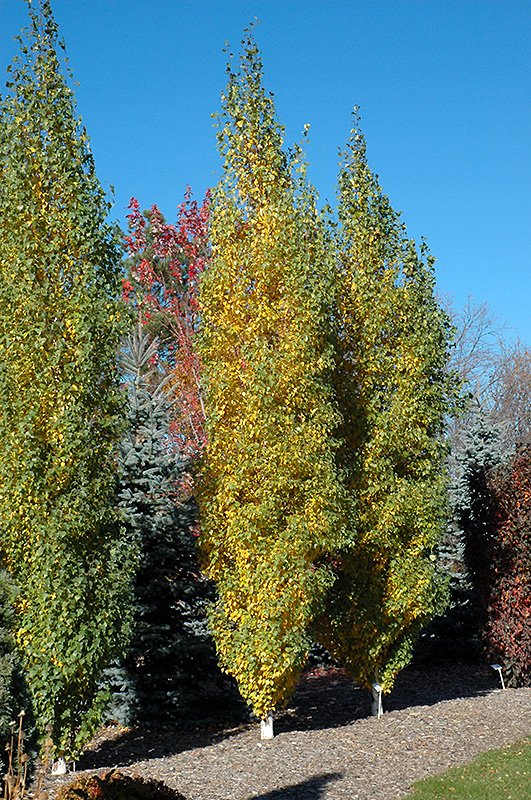 Parkland Pillar Japanese White Birch 2.jpg