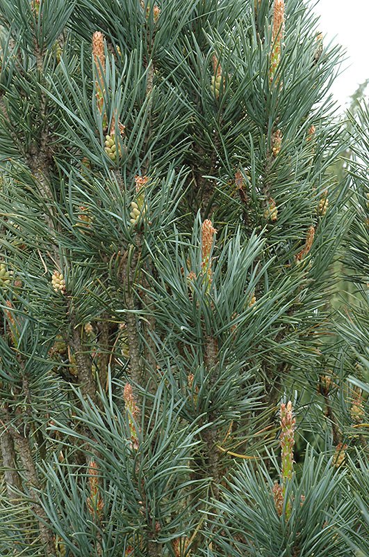 Scotch Sentinel Pine 2.jpg