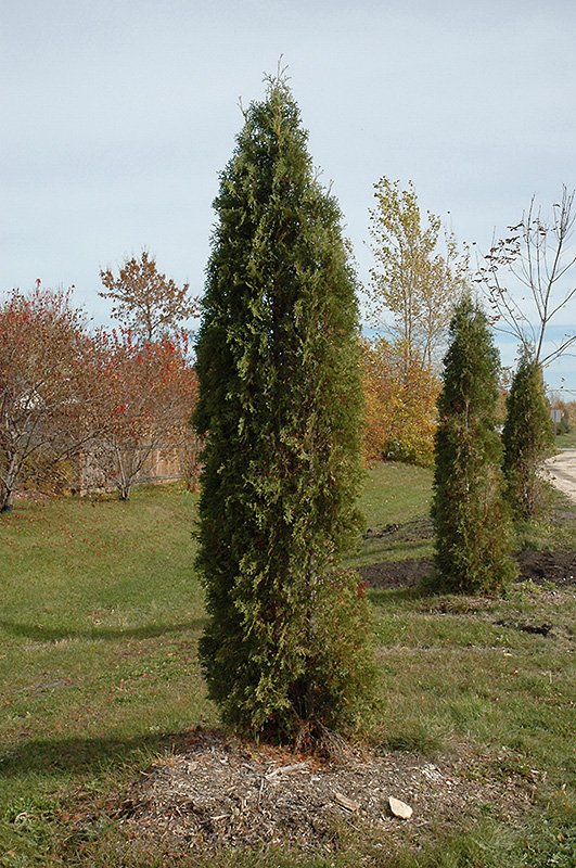 Skybound Arborvitae 1.jpg