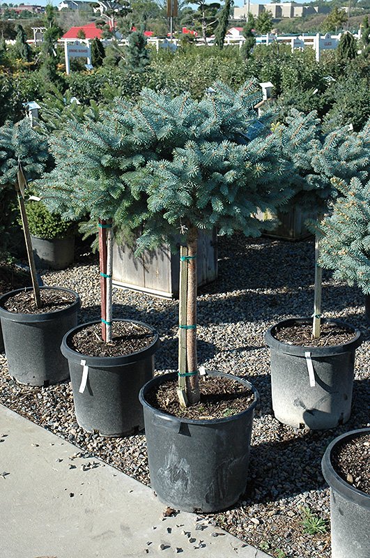 Globe Blue Spruce.jpg