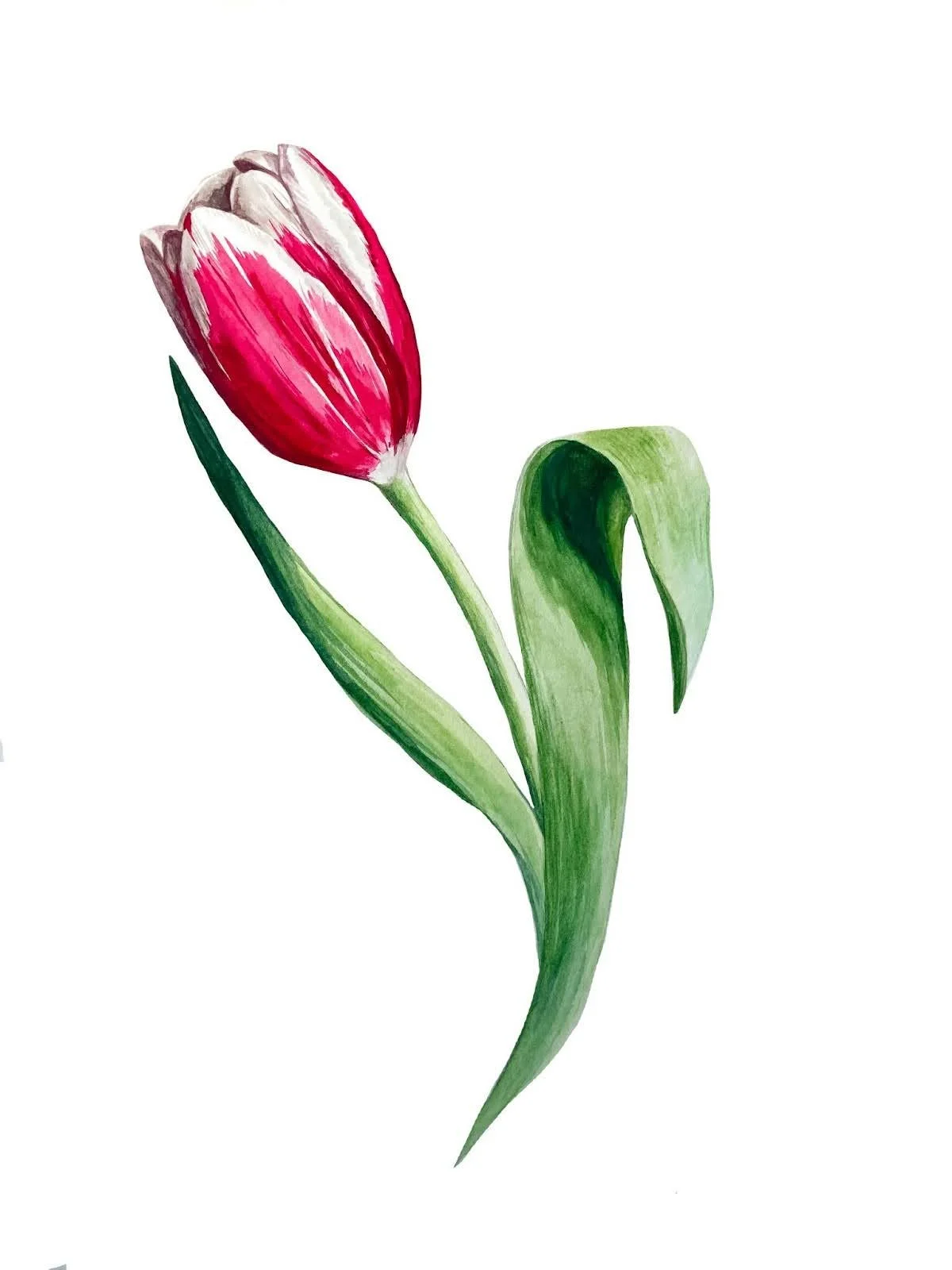 Painting Tulips w/ Kristin Frost