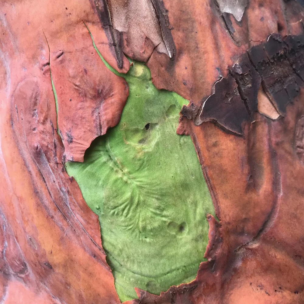 Art in the Forest with Friends of the Anacortes Community Forest Lands
