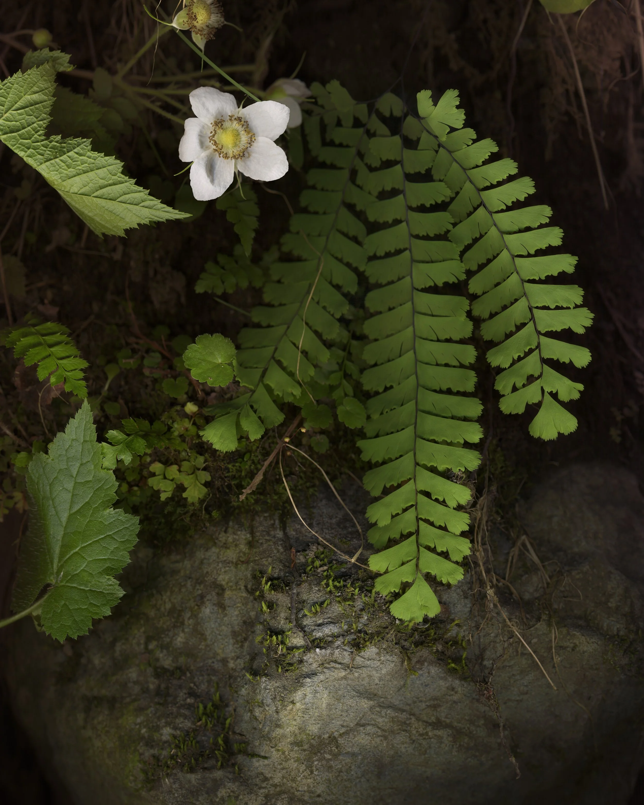 Wand Scanners and Pinhole Cameras w/ Melinda Hurst Frye