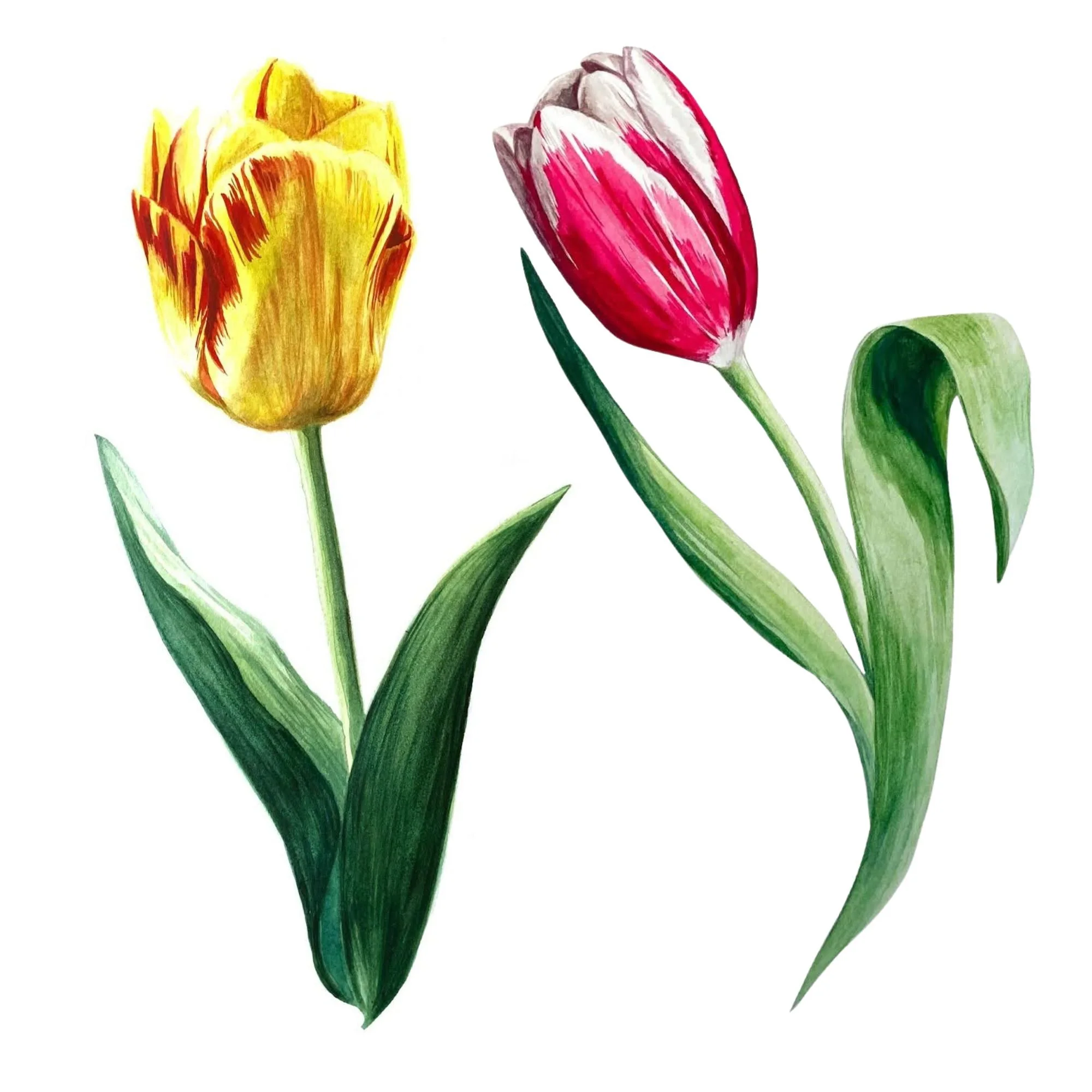 Kristin Frost - Painting Tulips 4.22.jpg
