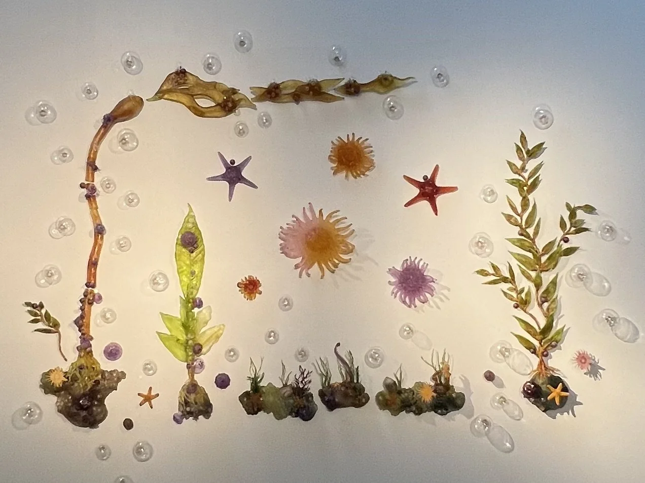 Crista Van Slyck Matteson, Sunflower Sea Star, an Apex Predator, 2026, kiln cast, pate de verre, flame worked and blown glass, 7 x 8 ft, photo credit: Crista Van Slyck Matteson
