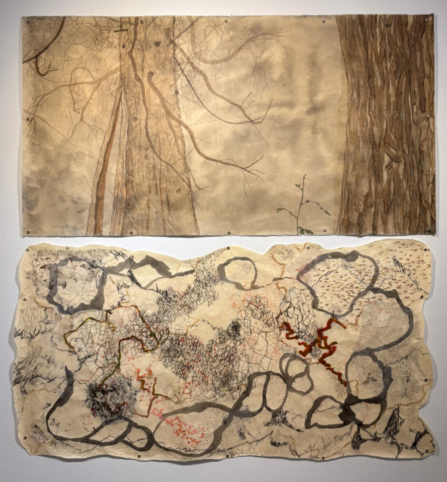 Two ink and watercolor drawings on paper, hung up on a white wall.