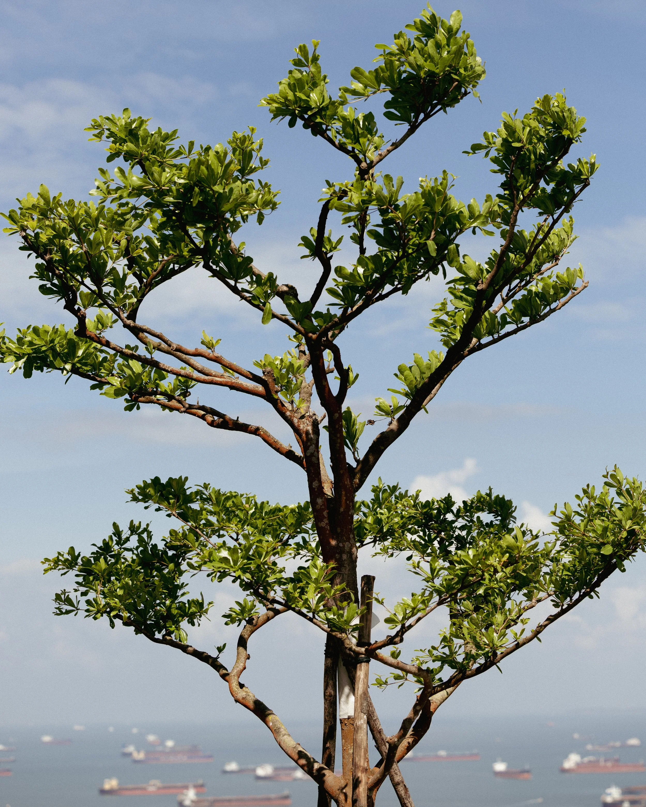 20250910 Lavo Brand_EH Stills-78.jpg