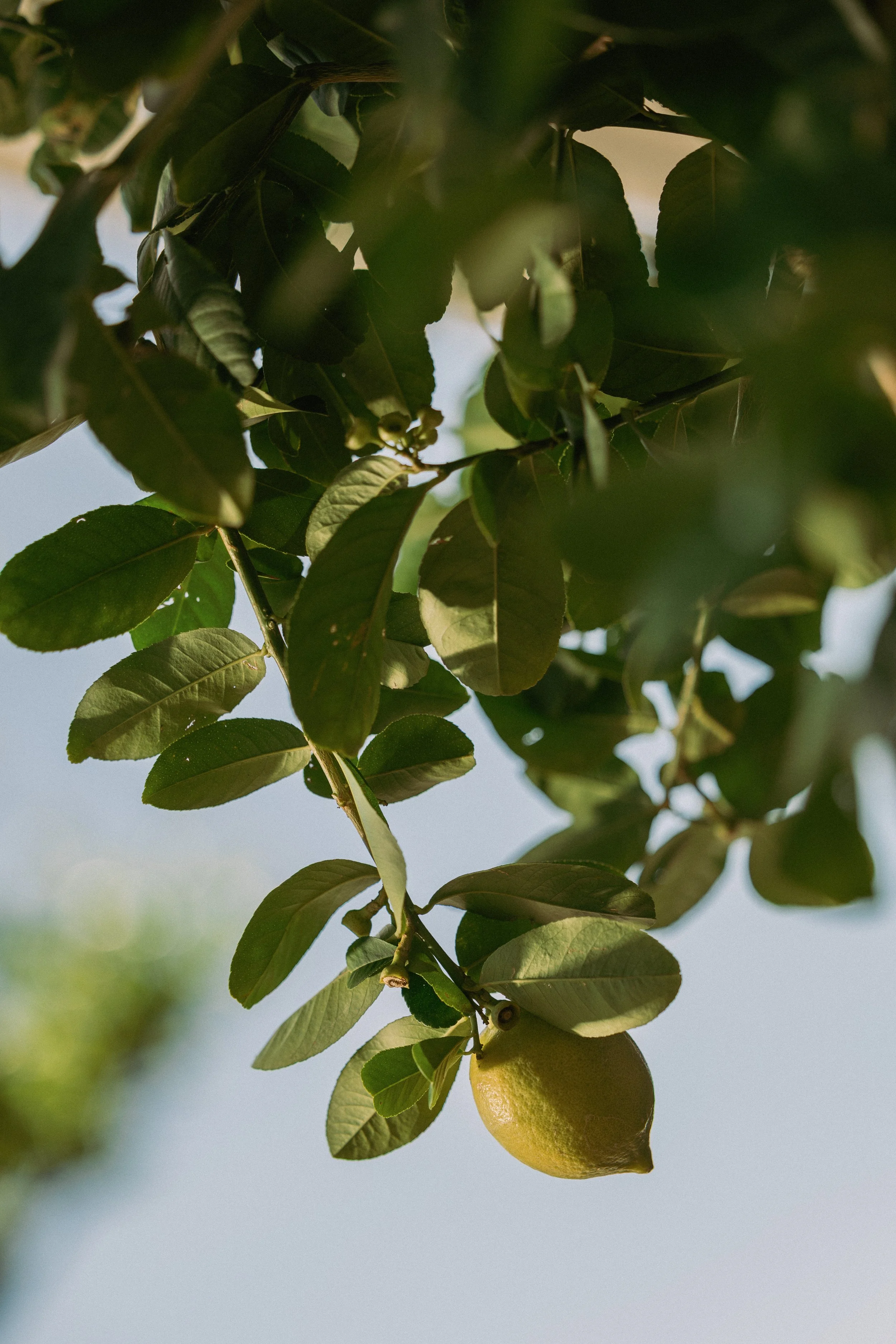 20250910 Lavo Brand_EH Stills-75.jpg