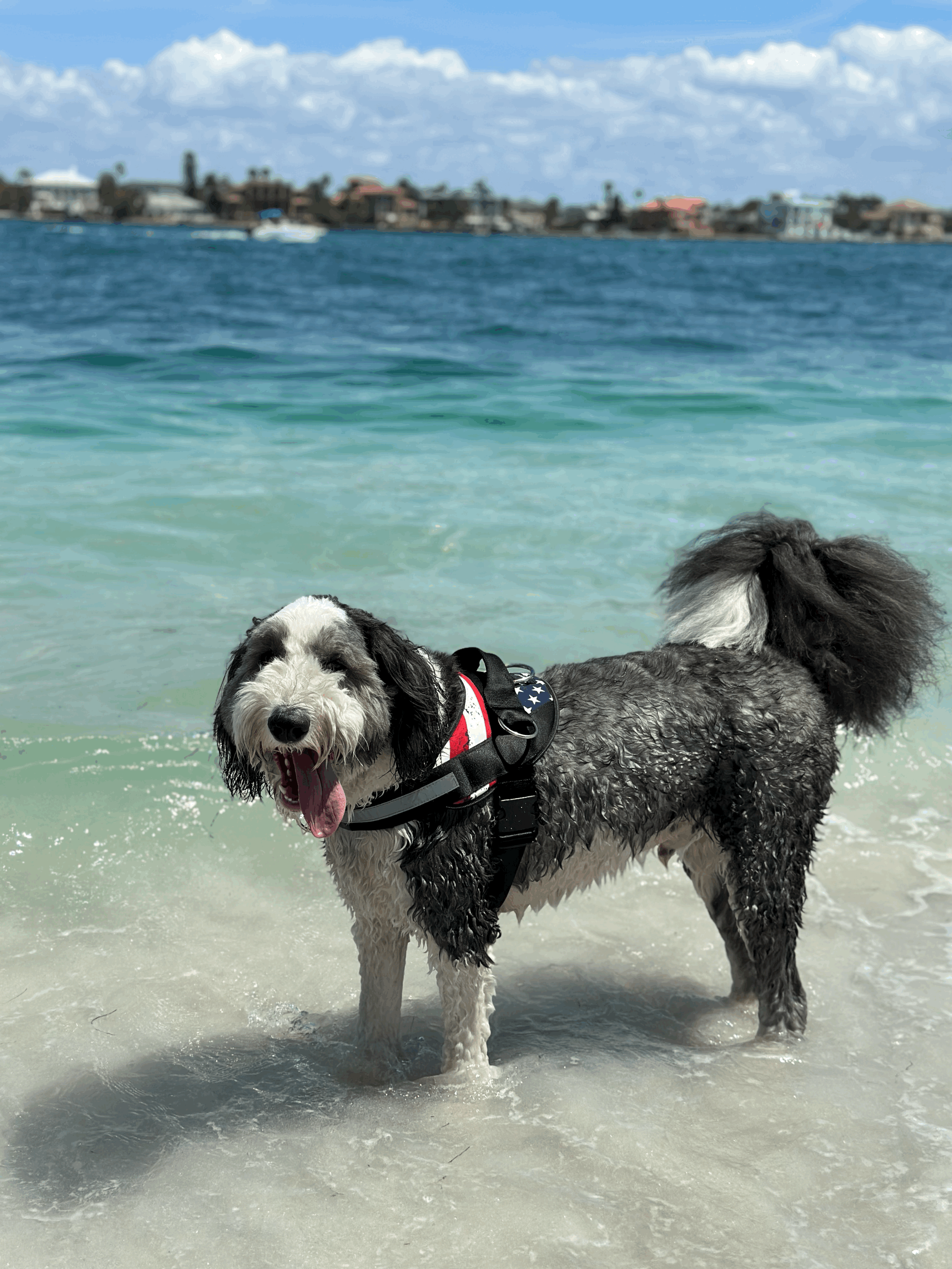 Nothing Is More American Than A Good Dog…