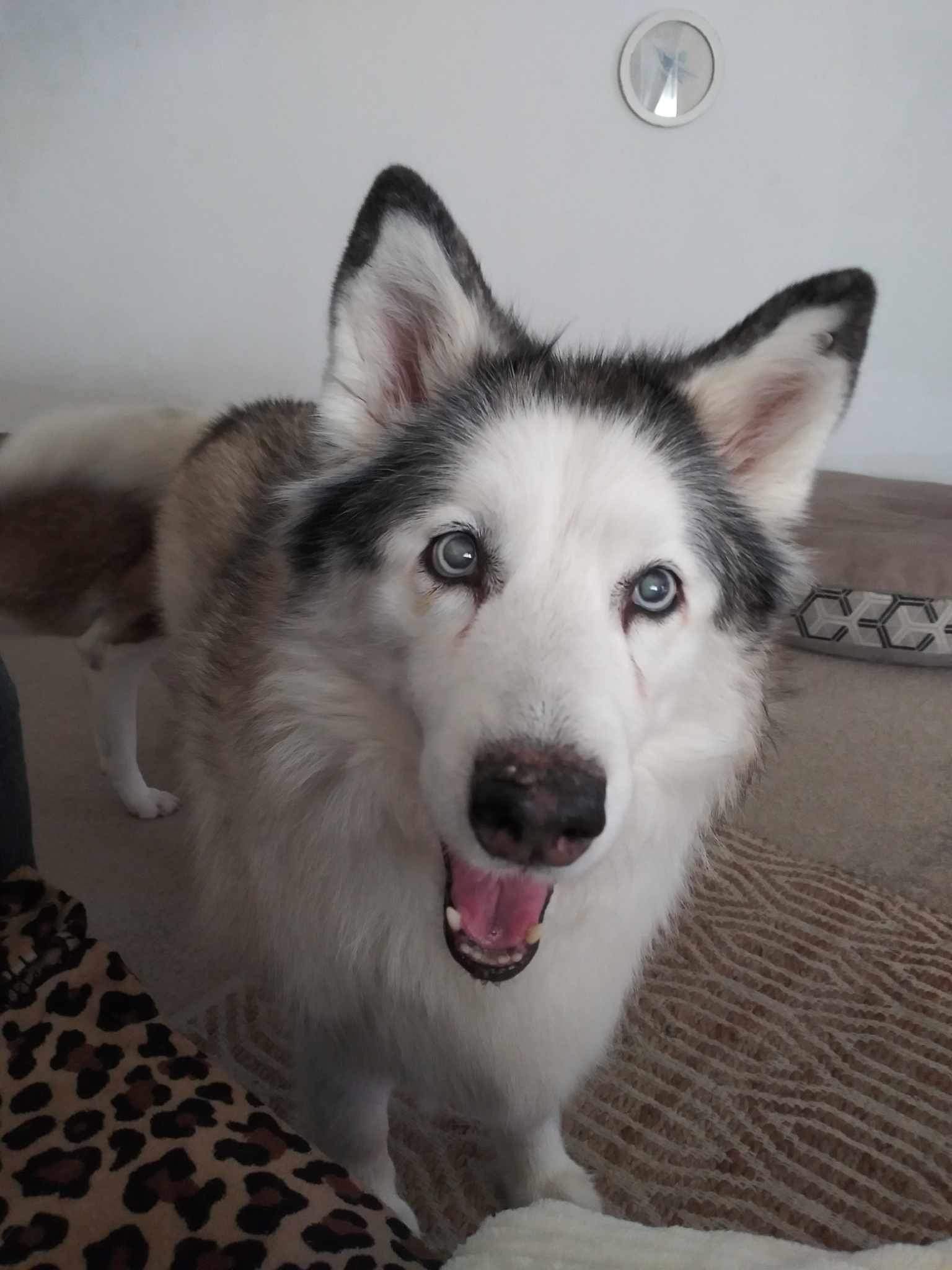 August’s Ambassador: She May Be Blind, But She Sees Just Fine