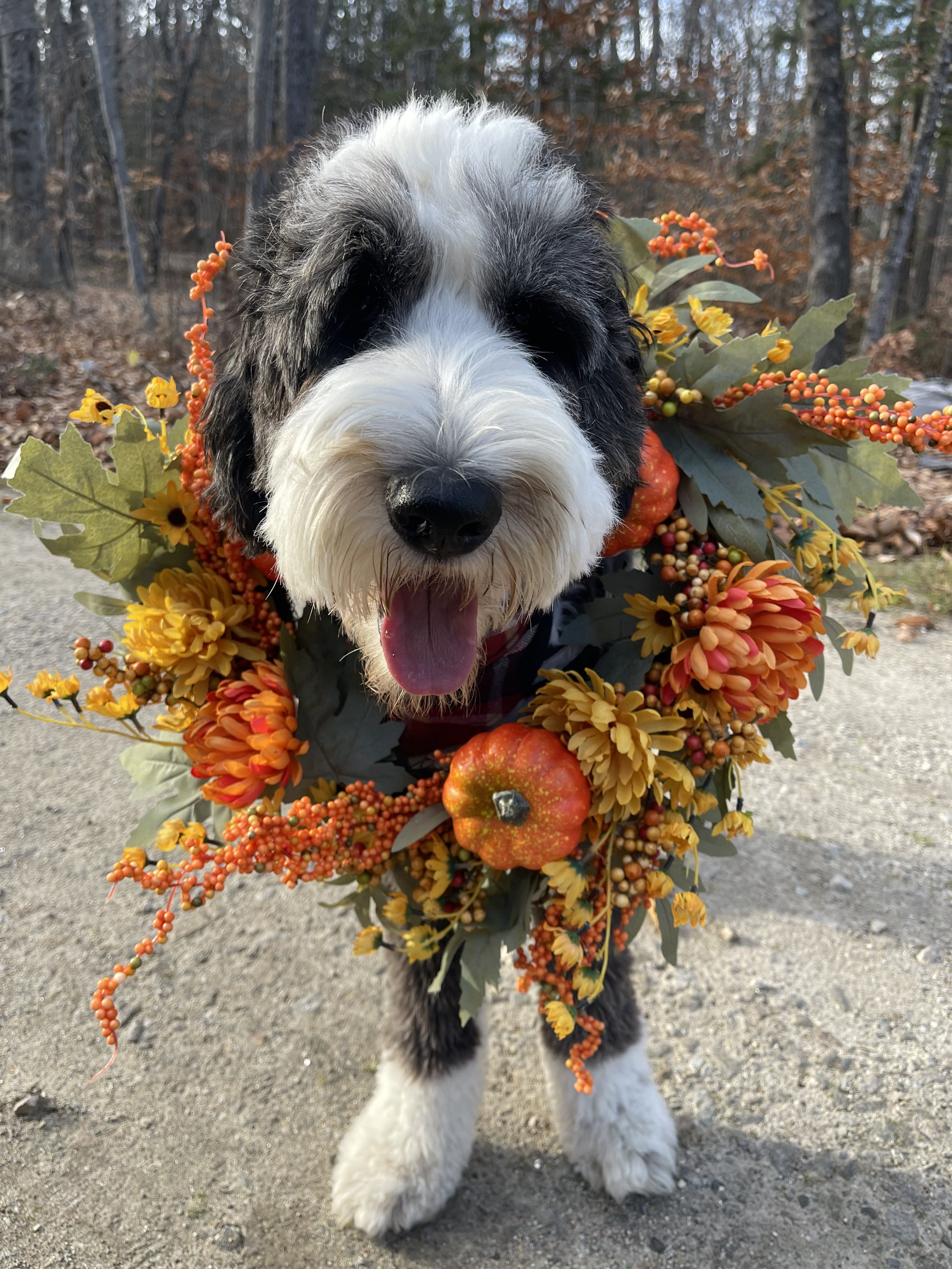 Fall is in the air🍁