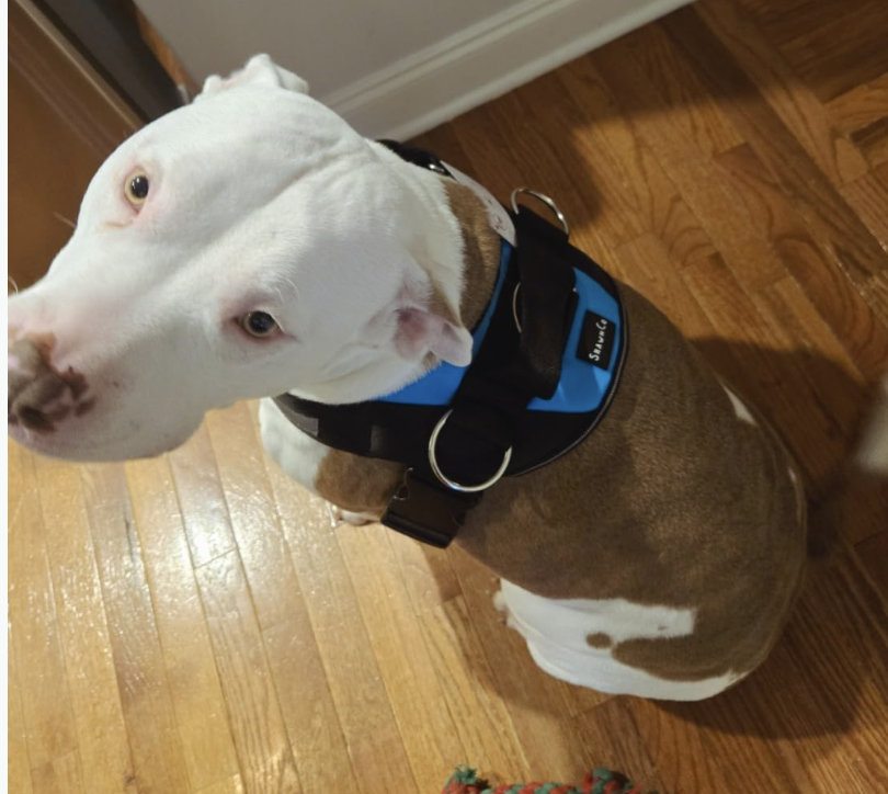 Screenshot 2025-04-14 at 5.30.49 PM.png