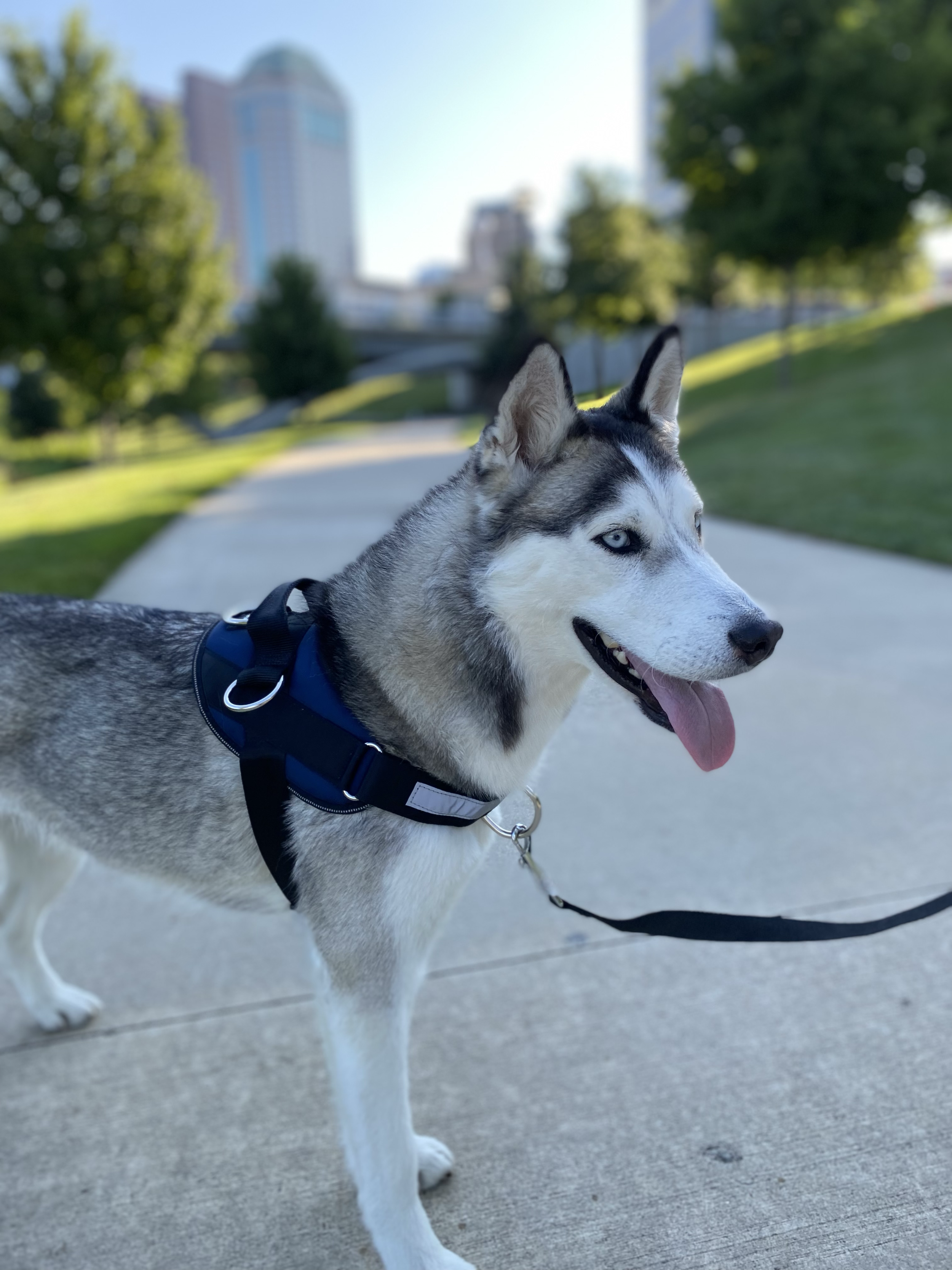 Pacific blue and Front Lead Attachment