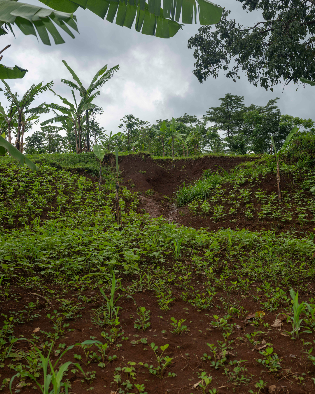Landslides (2).png