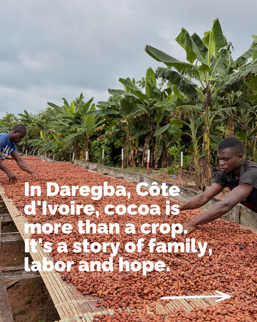 Daregba cocoa 1.png