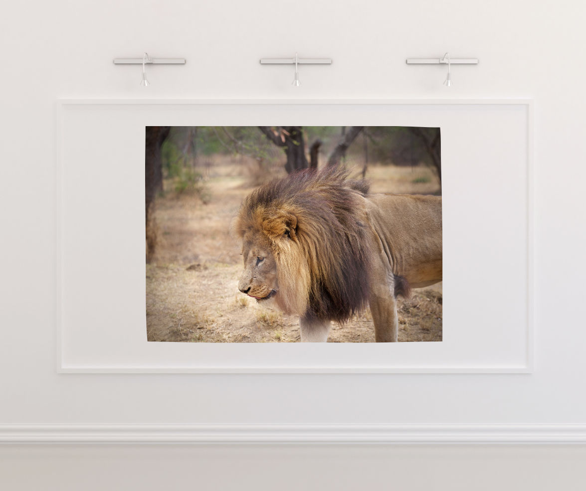 Assertive Male Lion Tom Hyde Photography | World Spine Care Assertive Male Lion Tom Hyde Photography | World Spine Care