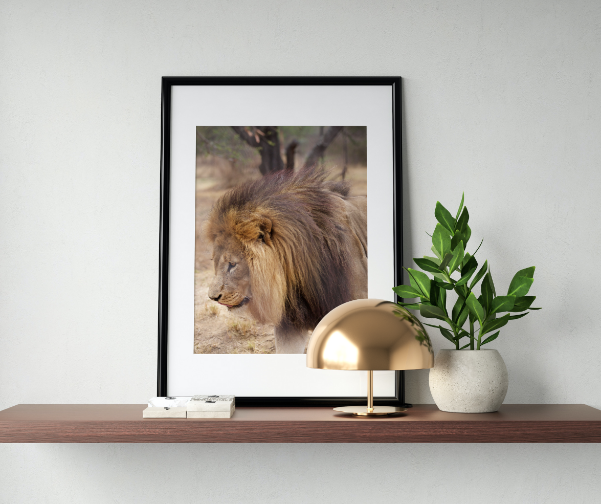 Assertive Male Lion Tom Hyde Photography | World Spine Care