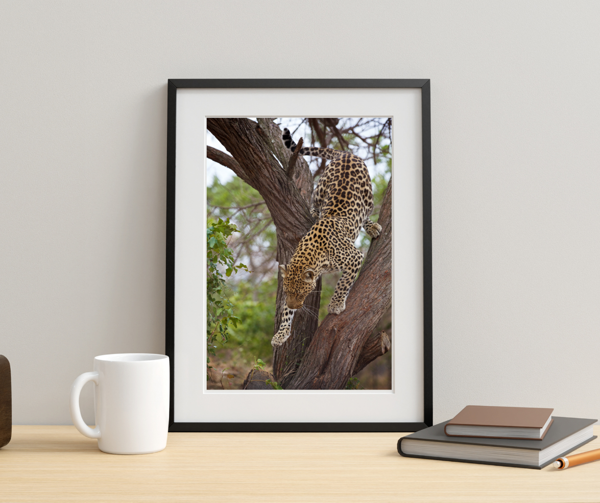 Light-Footed Leopard Tom Hyde Photography | World Spine Care