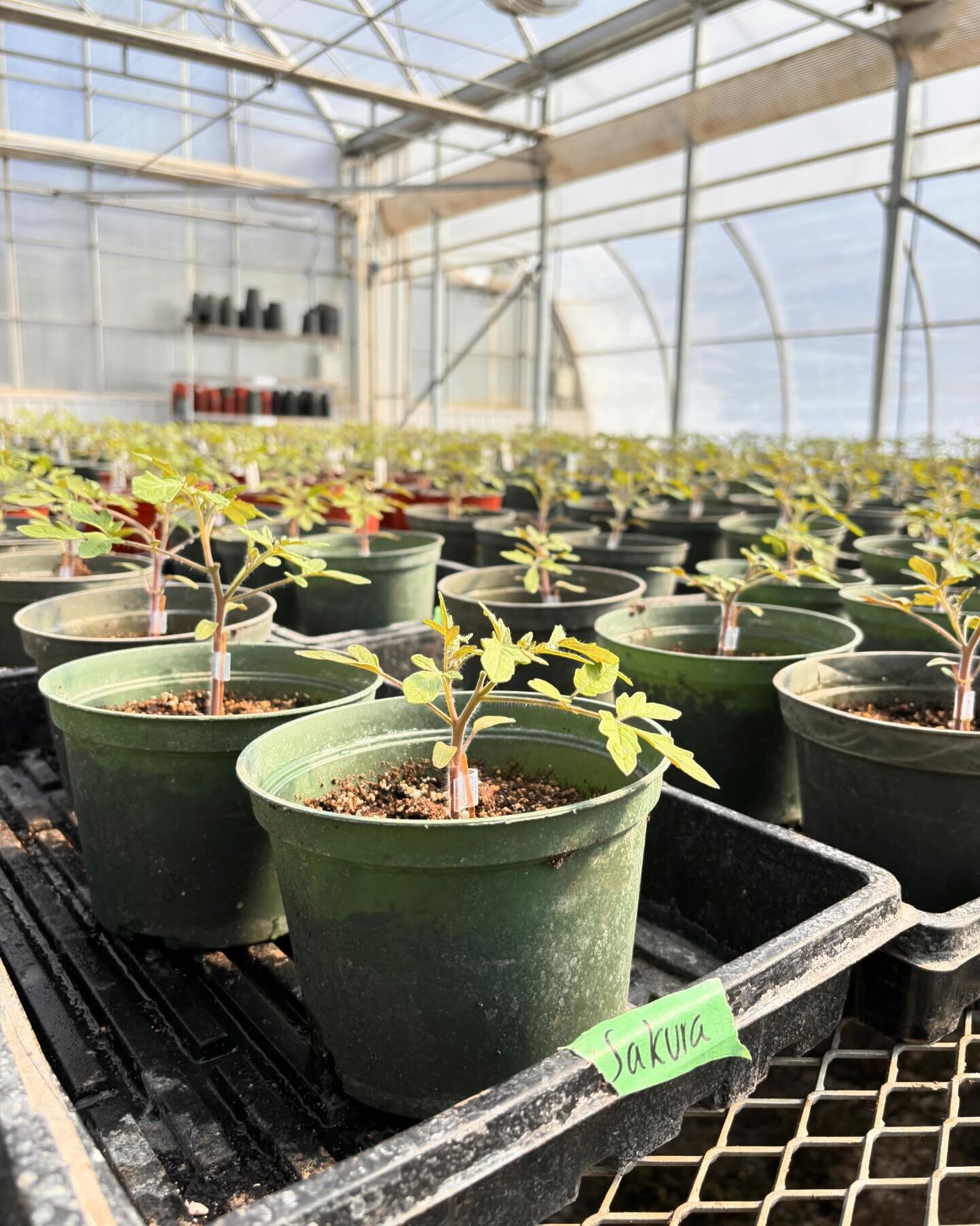 Comme plusieurs mara&icirc;chers et mara&icirc;ch&egrave;res au Qu&eacute;bec en ce moment, nous avons parti nos semis de tomates. Les semis vont bon train et seront pr&ecirc;ts &agrave; transplanter dans une couple de semaines. 

Quelles vari&eacute