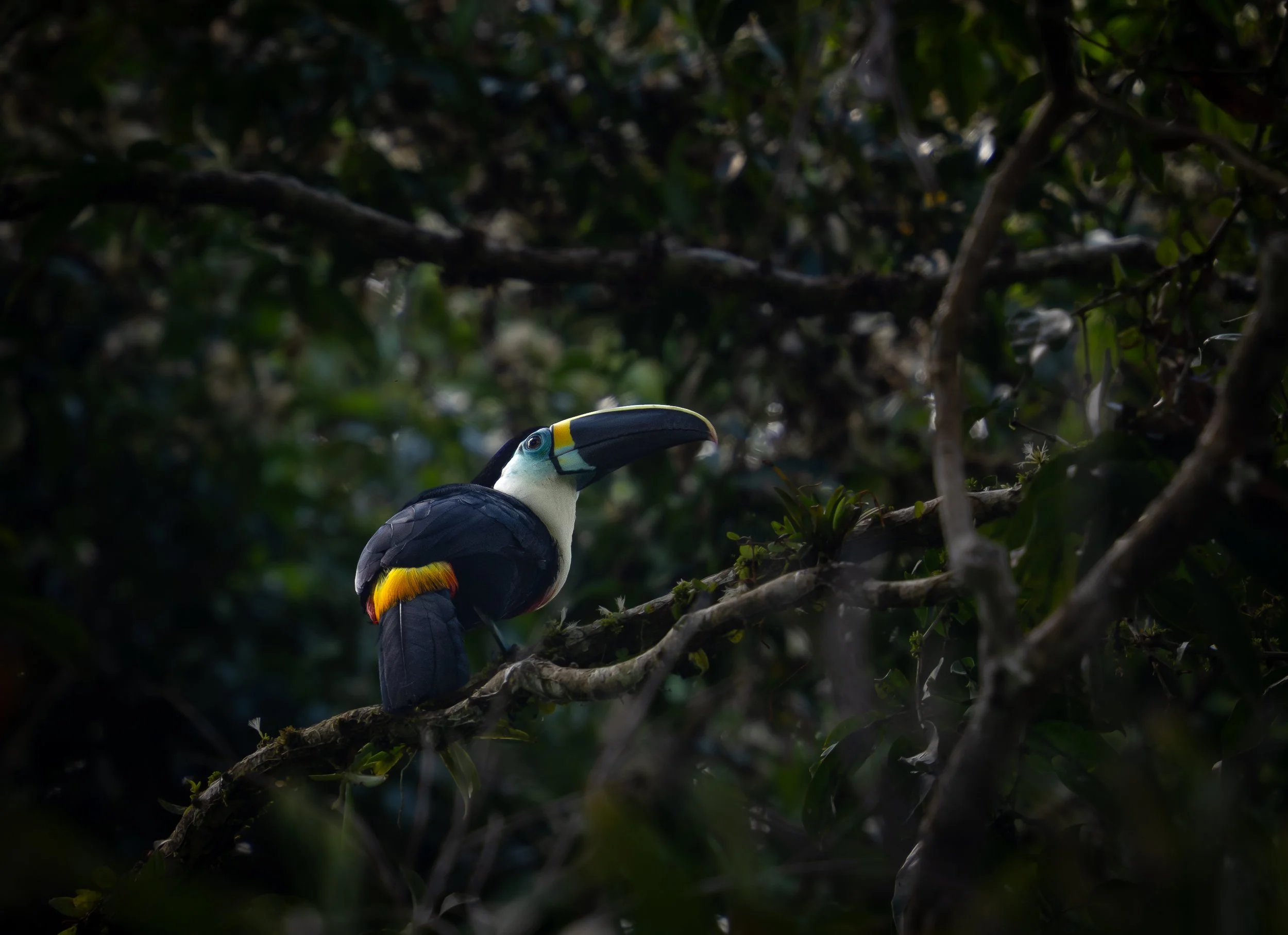 Amazon Birds, 2025