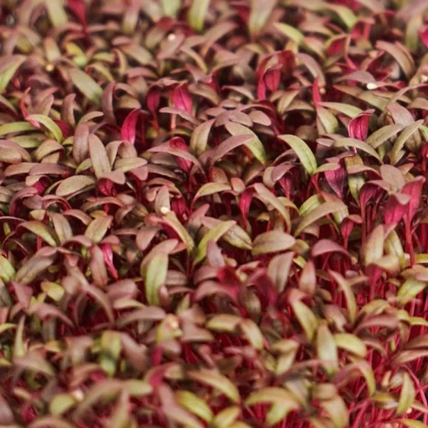 AMARANTE
Betterave douce.